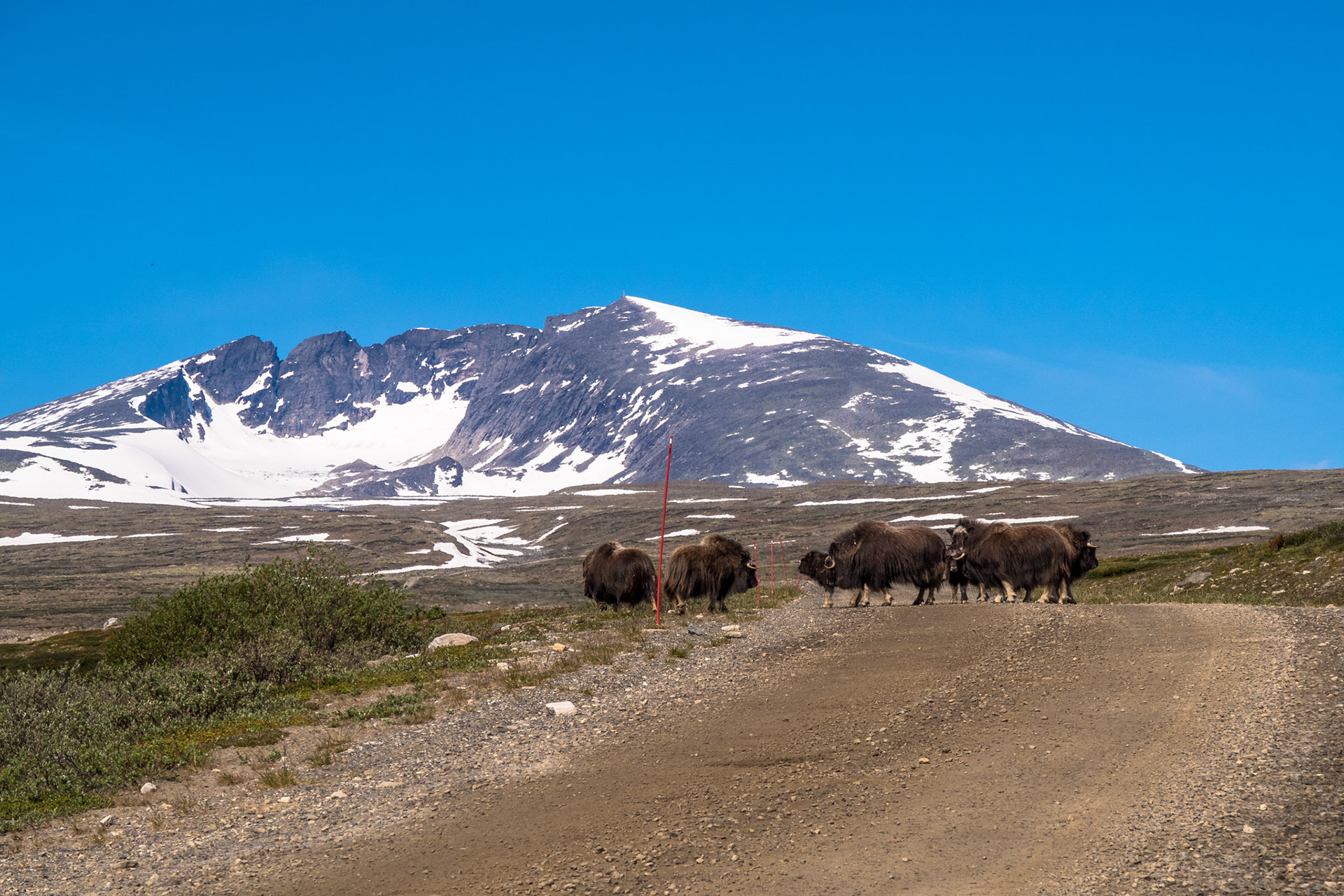 Moskus ved Snøhetta
