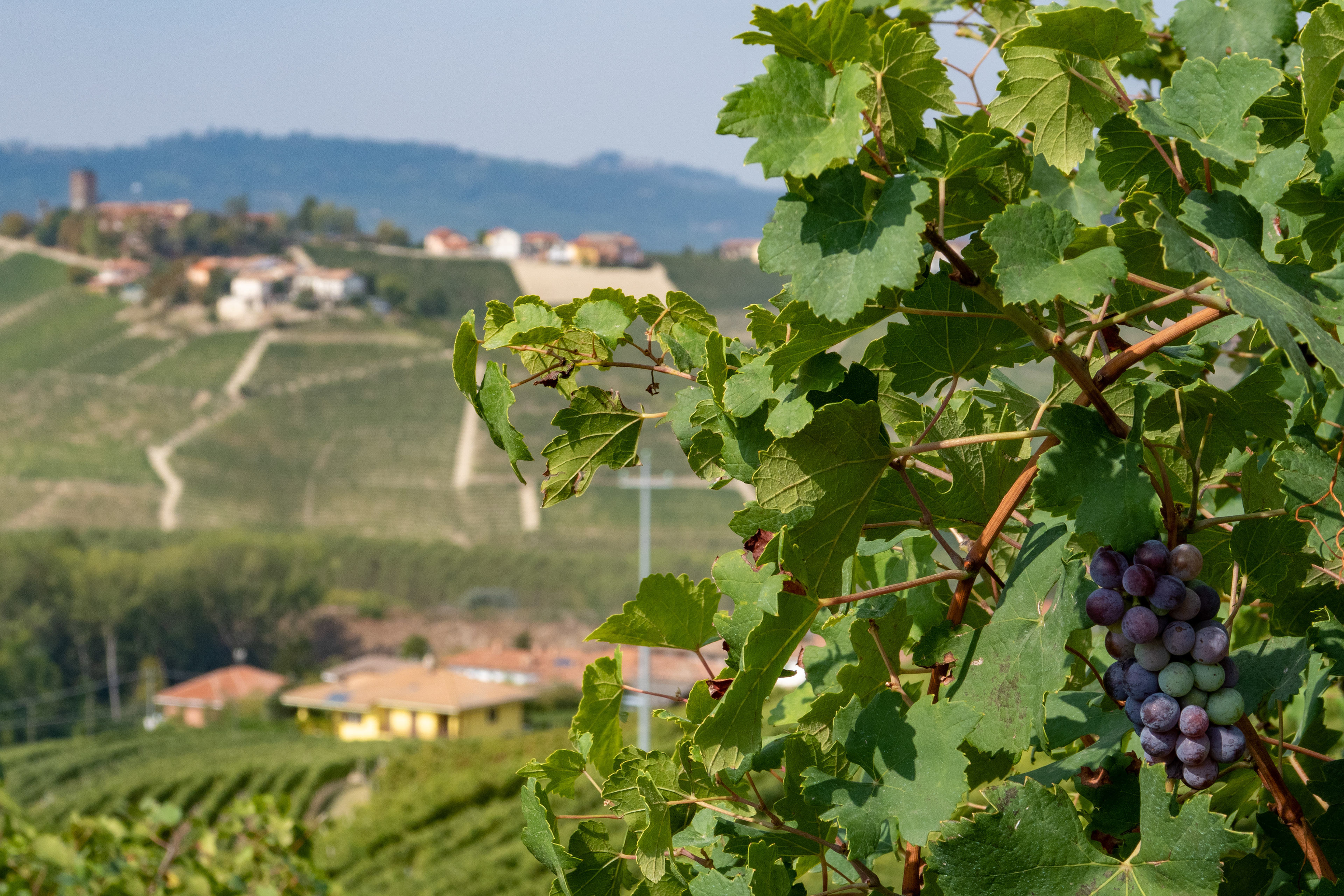 Barbaresco