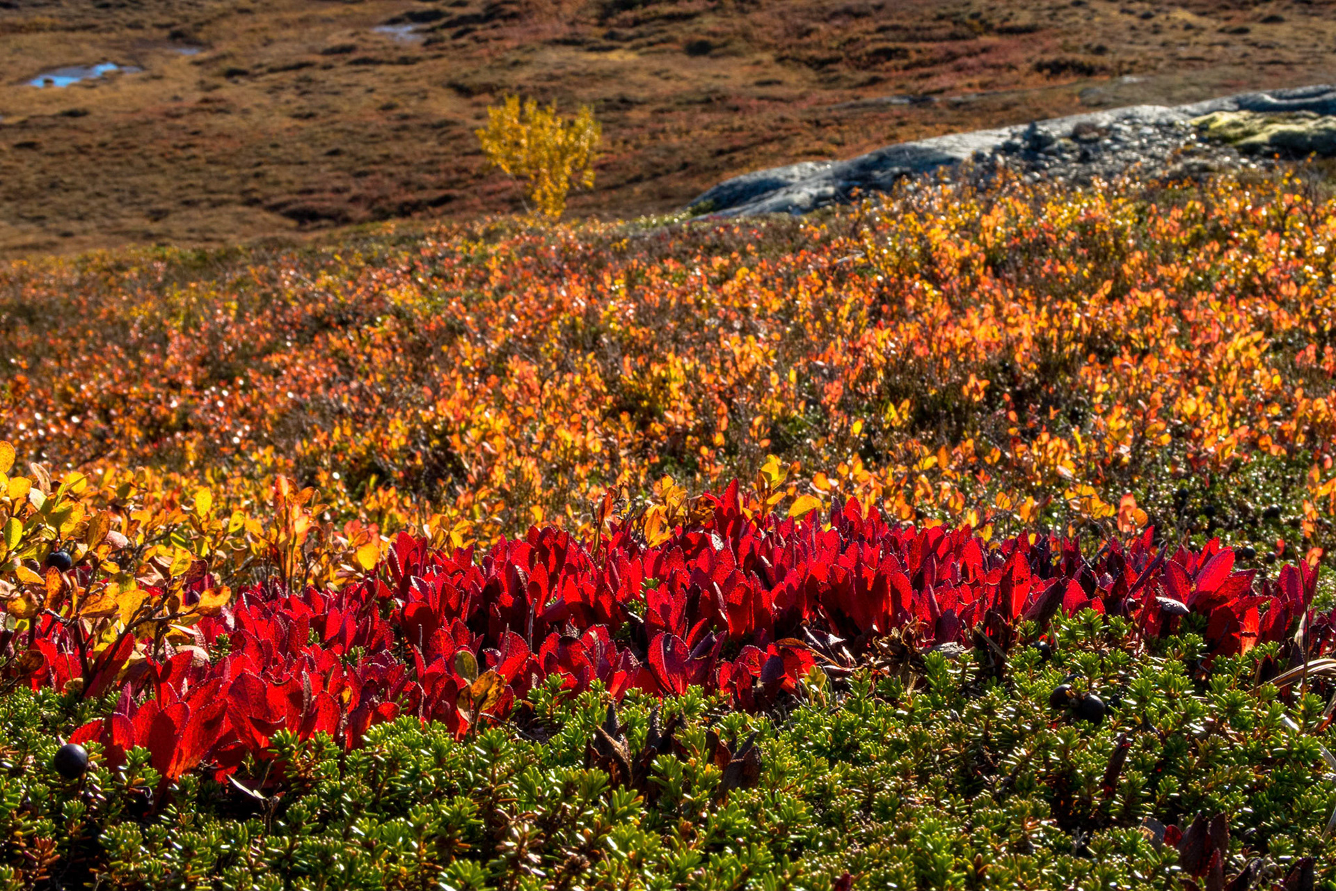 Rypebær på Vora i Oppdal