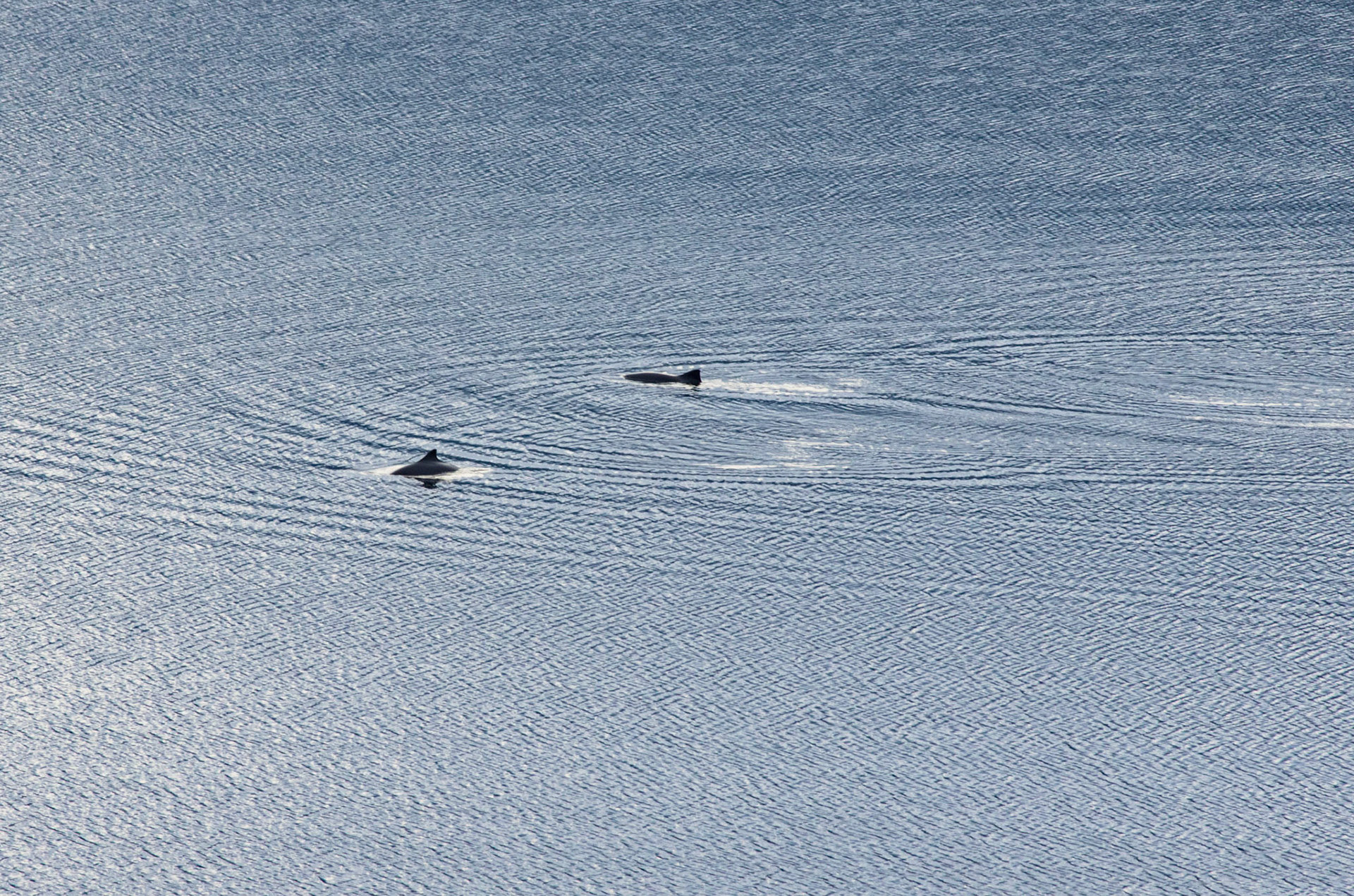 Niser på Gloppefjorden