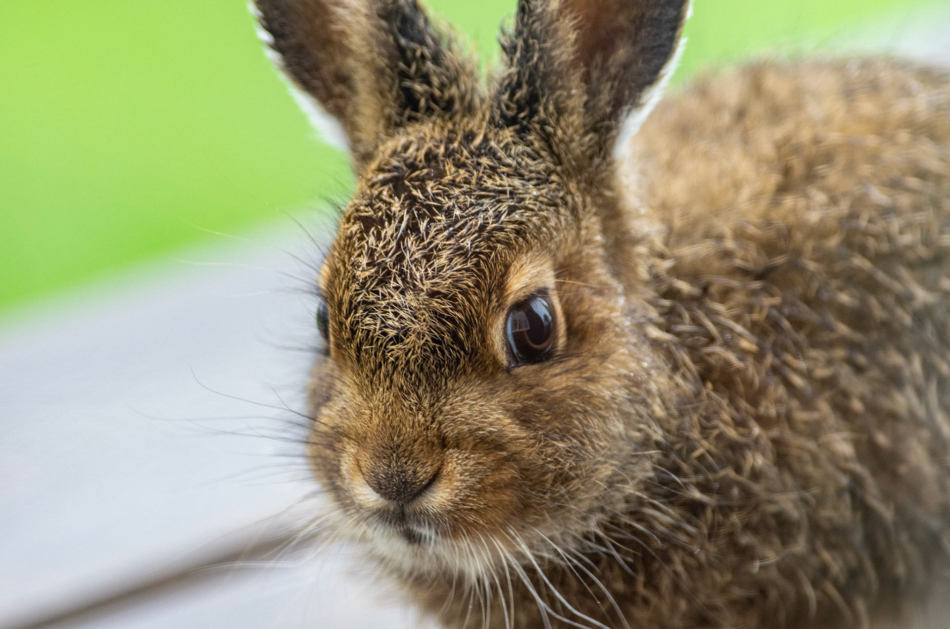 Hareunge ved Fagerhaug