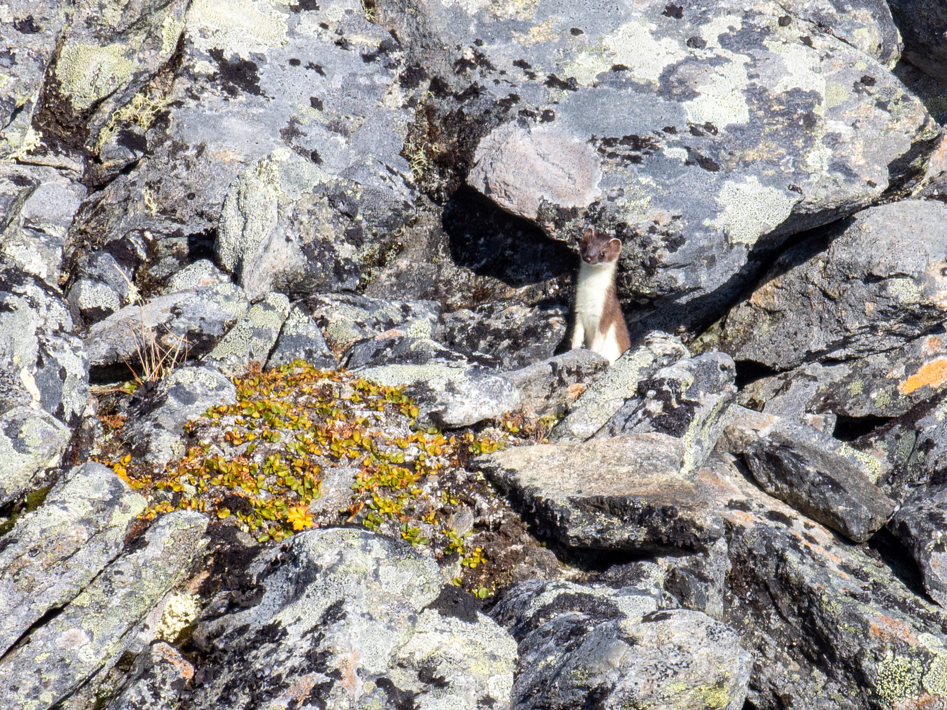Røyskatt på Blåøret