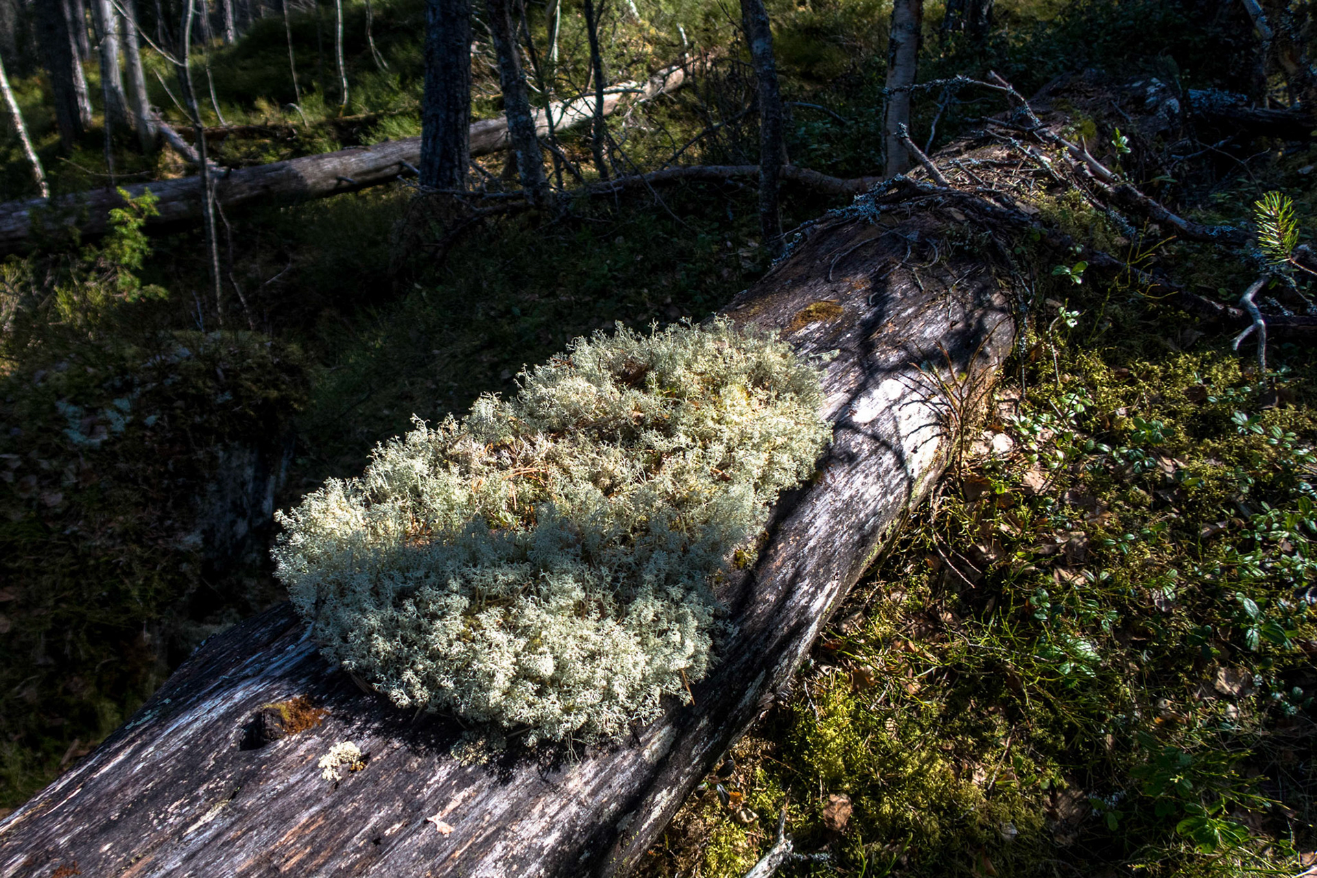 Kvitkrull ved Veten i Gloppen