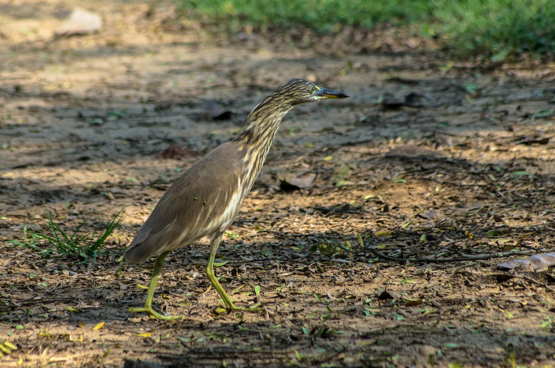 Mangrovehegre (Sri Lanka)