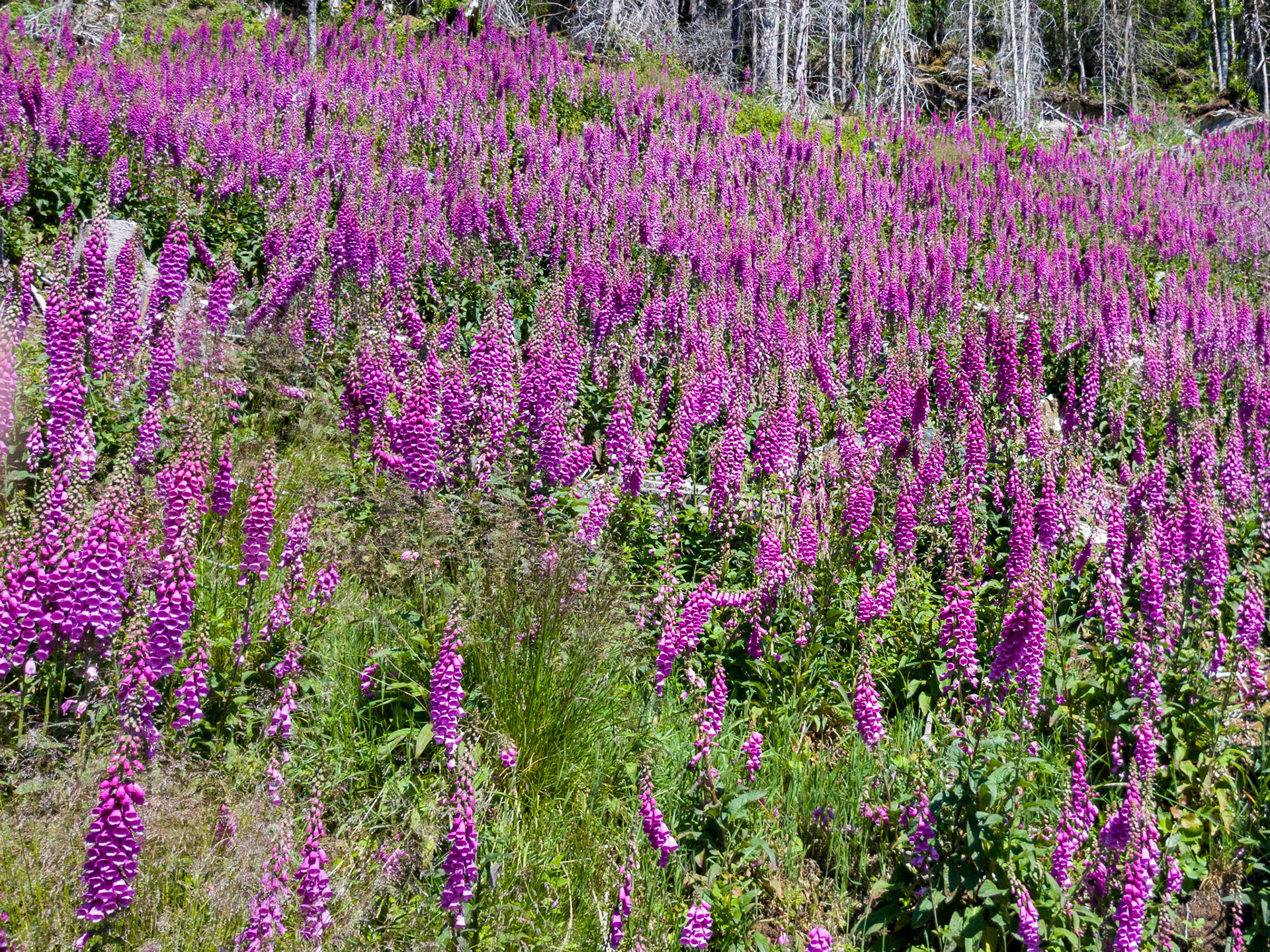Ved Utsikten over Sandane
