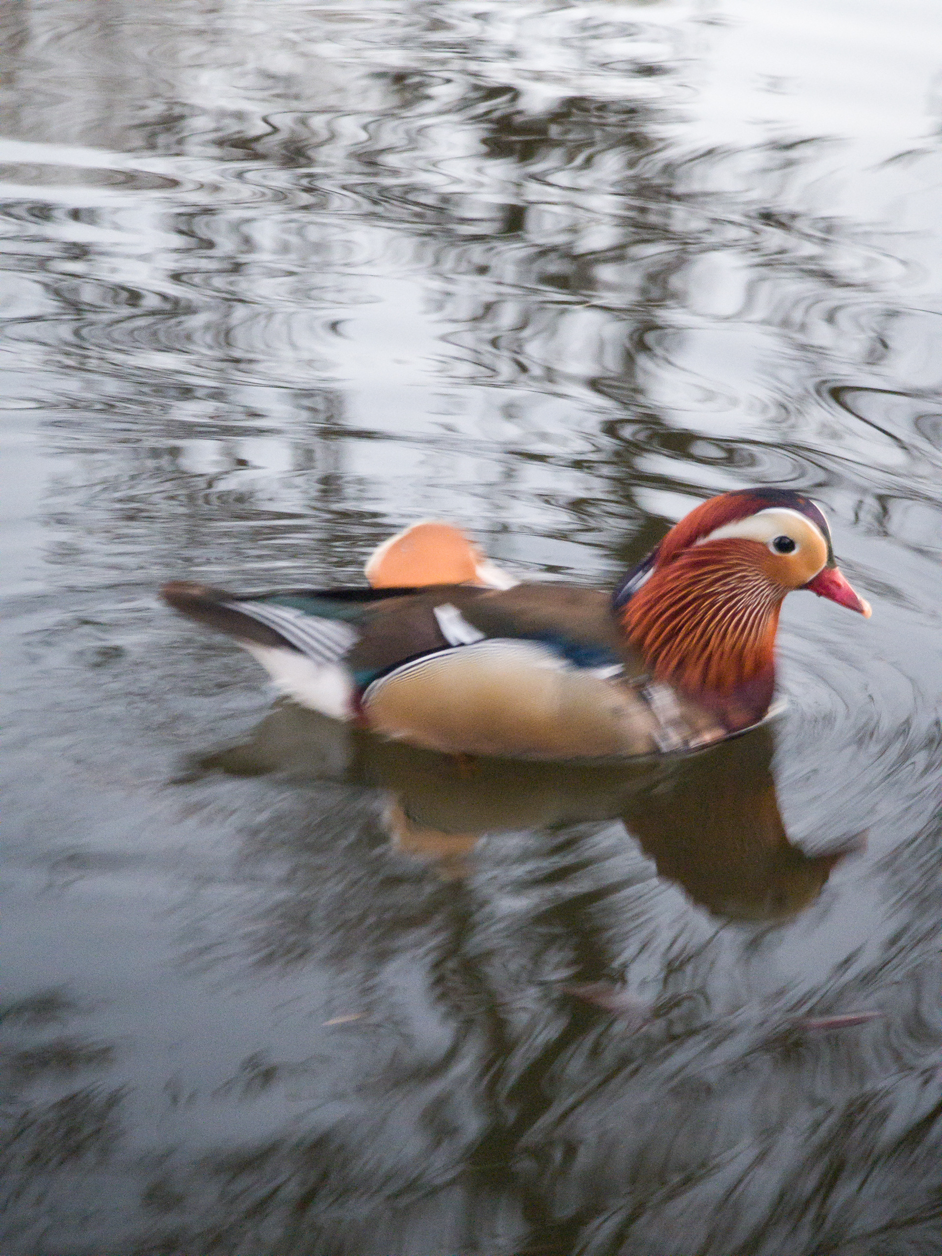 Mandarinand (Stockholm)