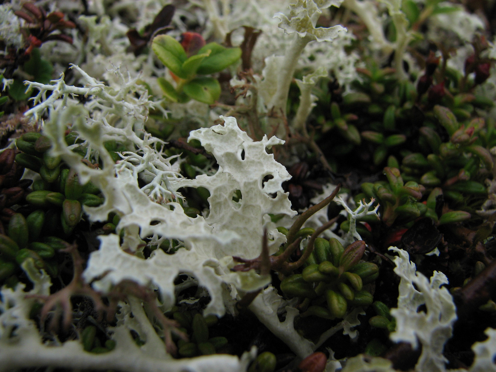 Gulskinn, gulskjerpe, lys og grå reinlav