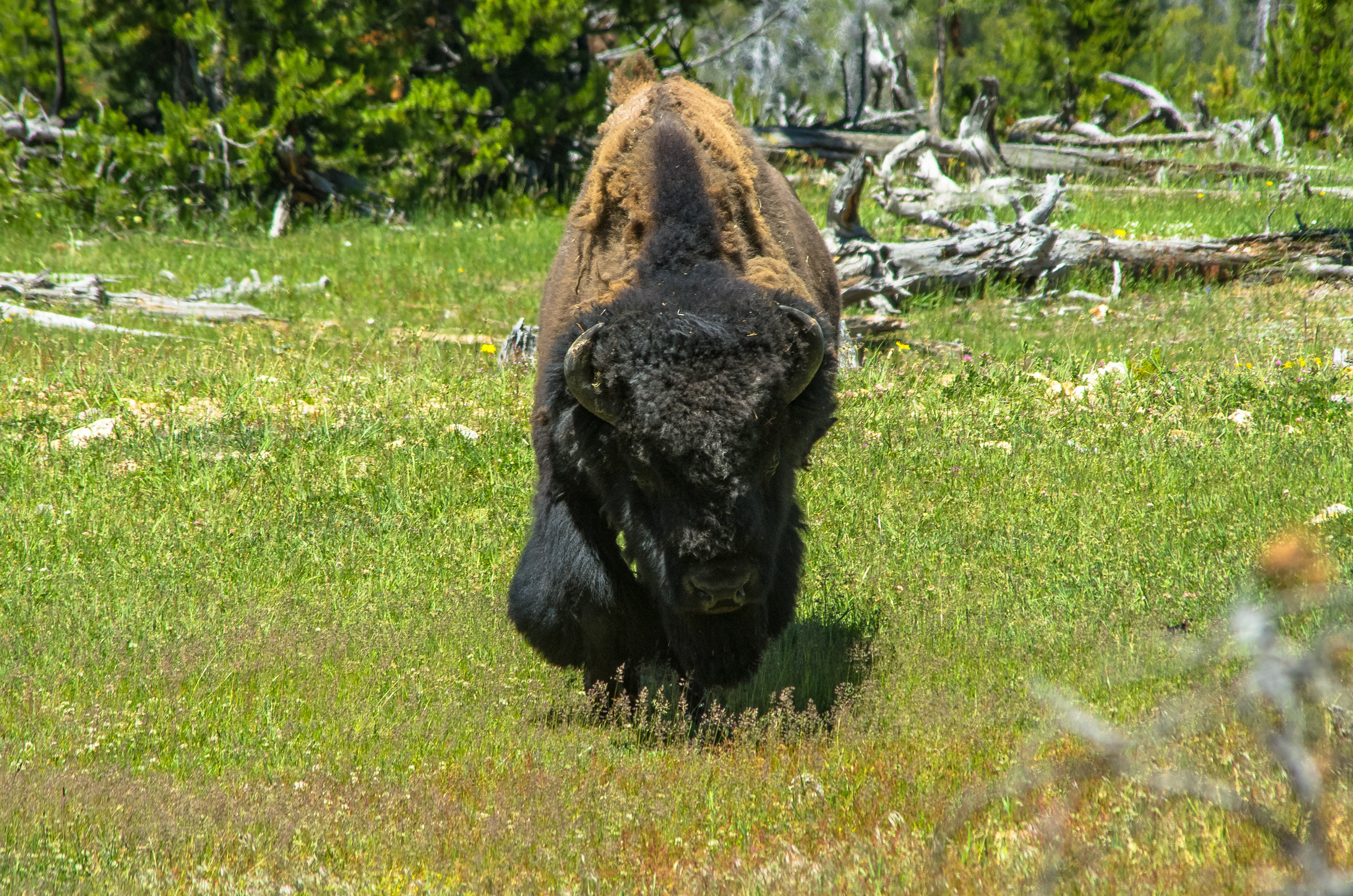 Bison (Wyoming)