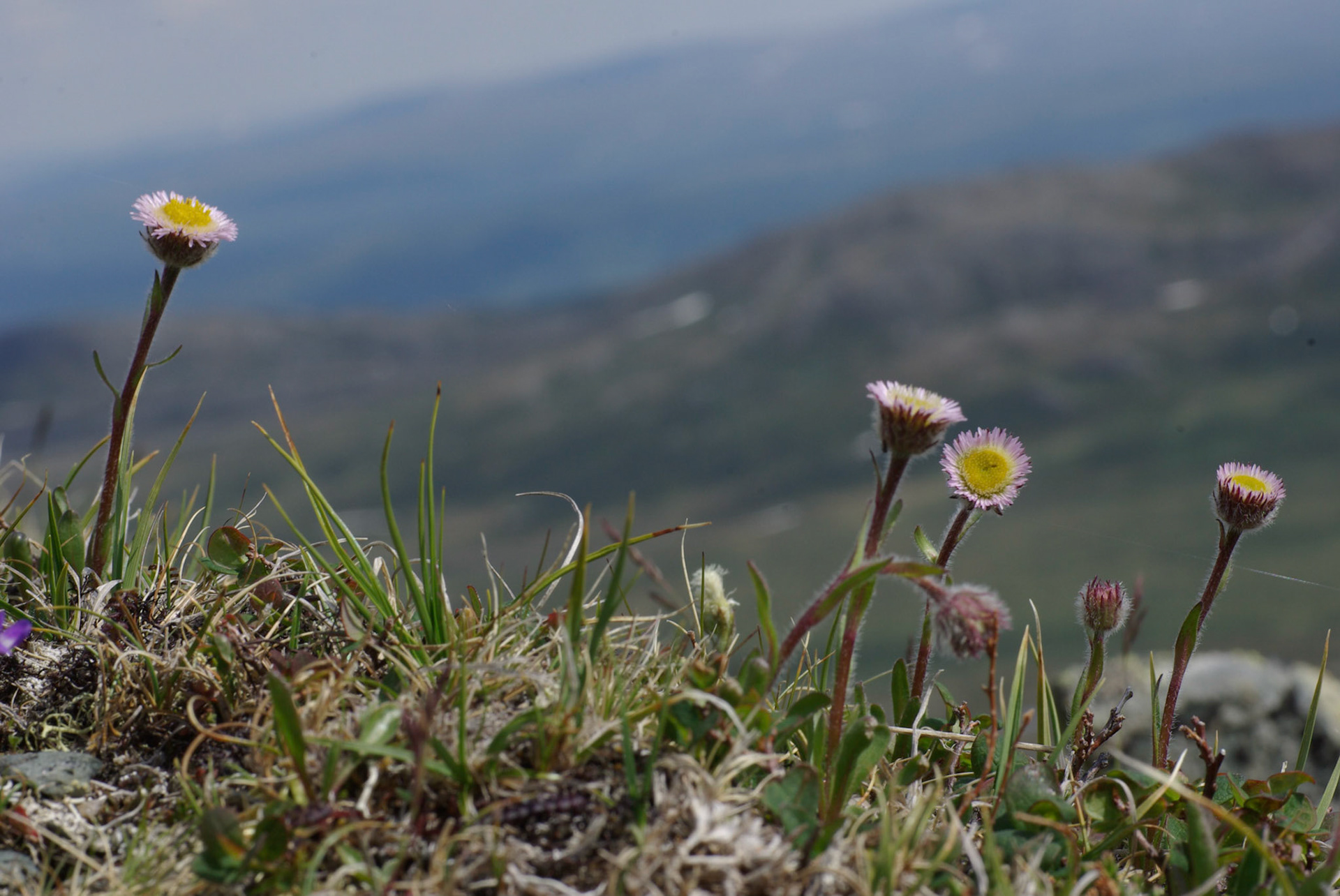 Fjellbakkestjerne
