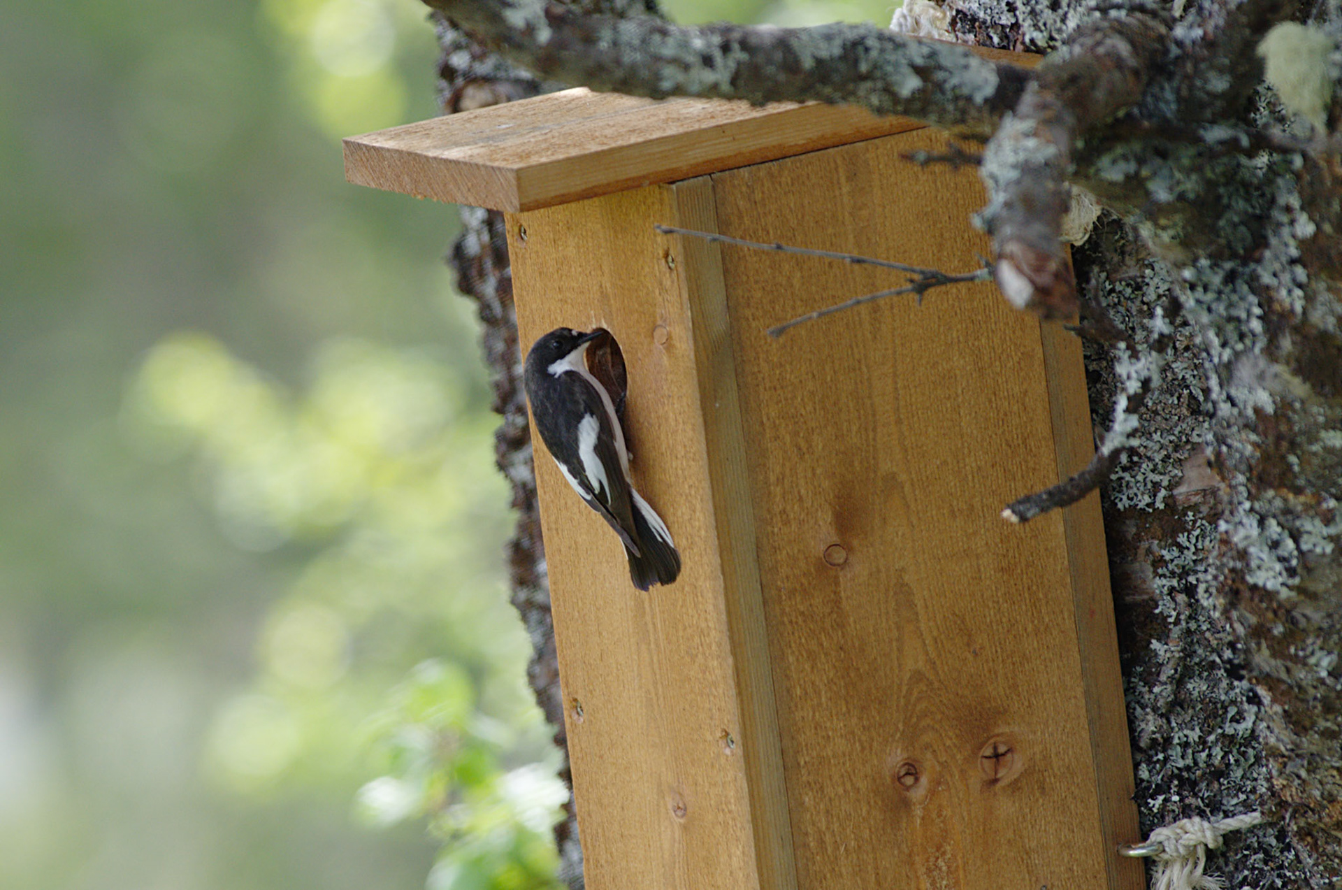 Svarthvit fluesnapper