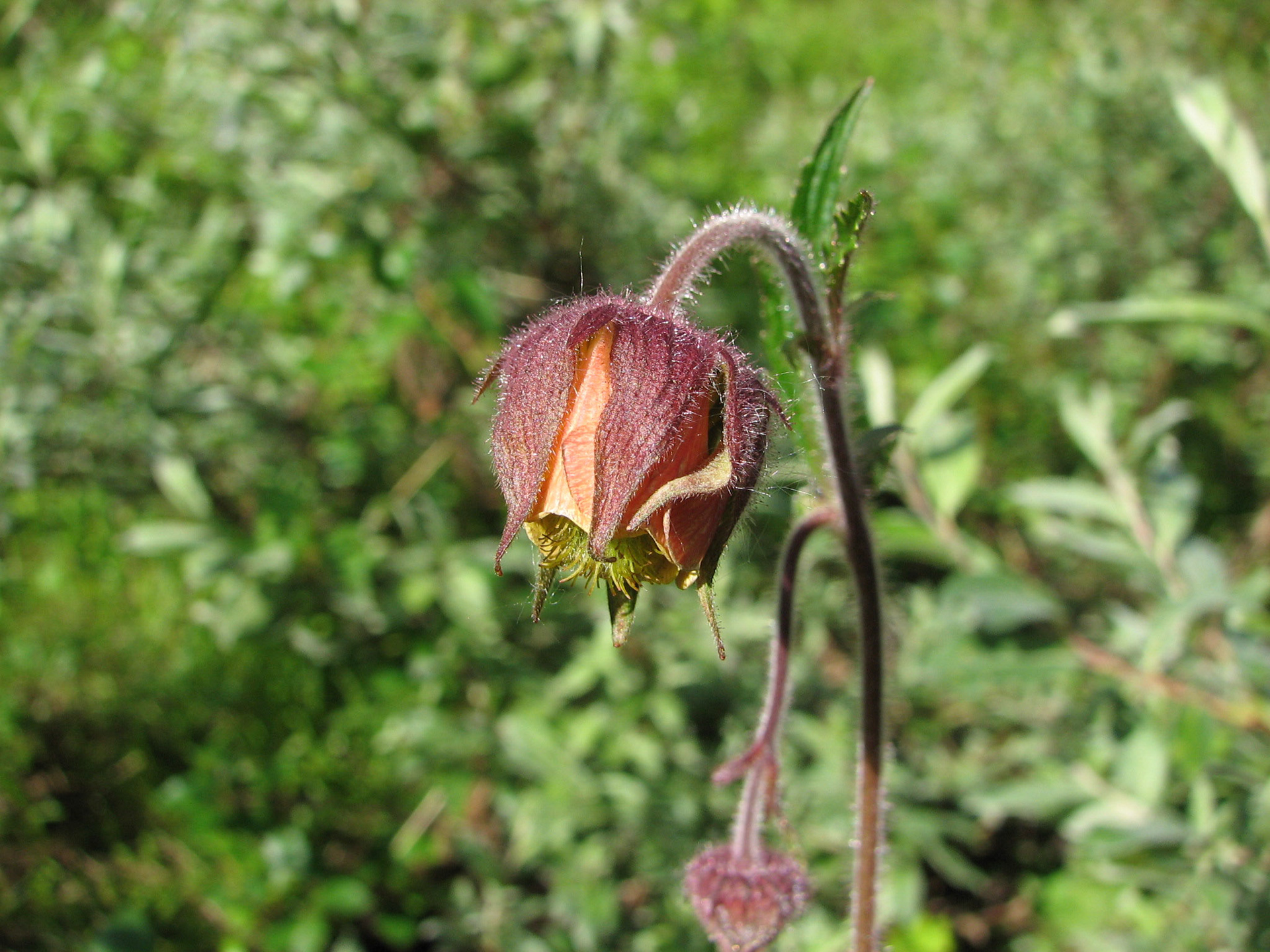Enghumleblomst