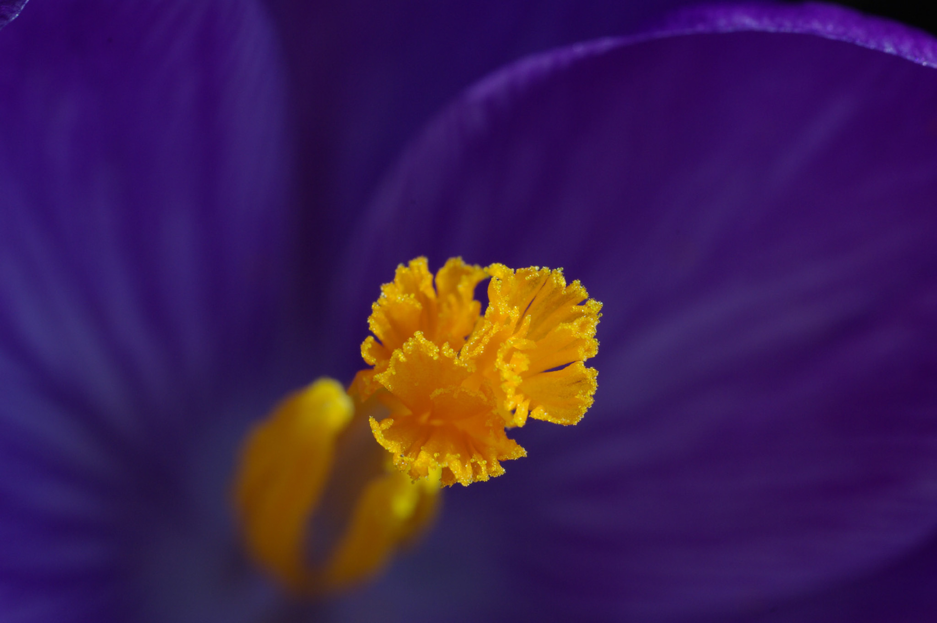 Krokus