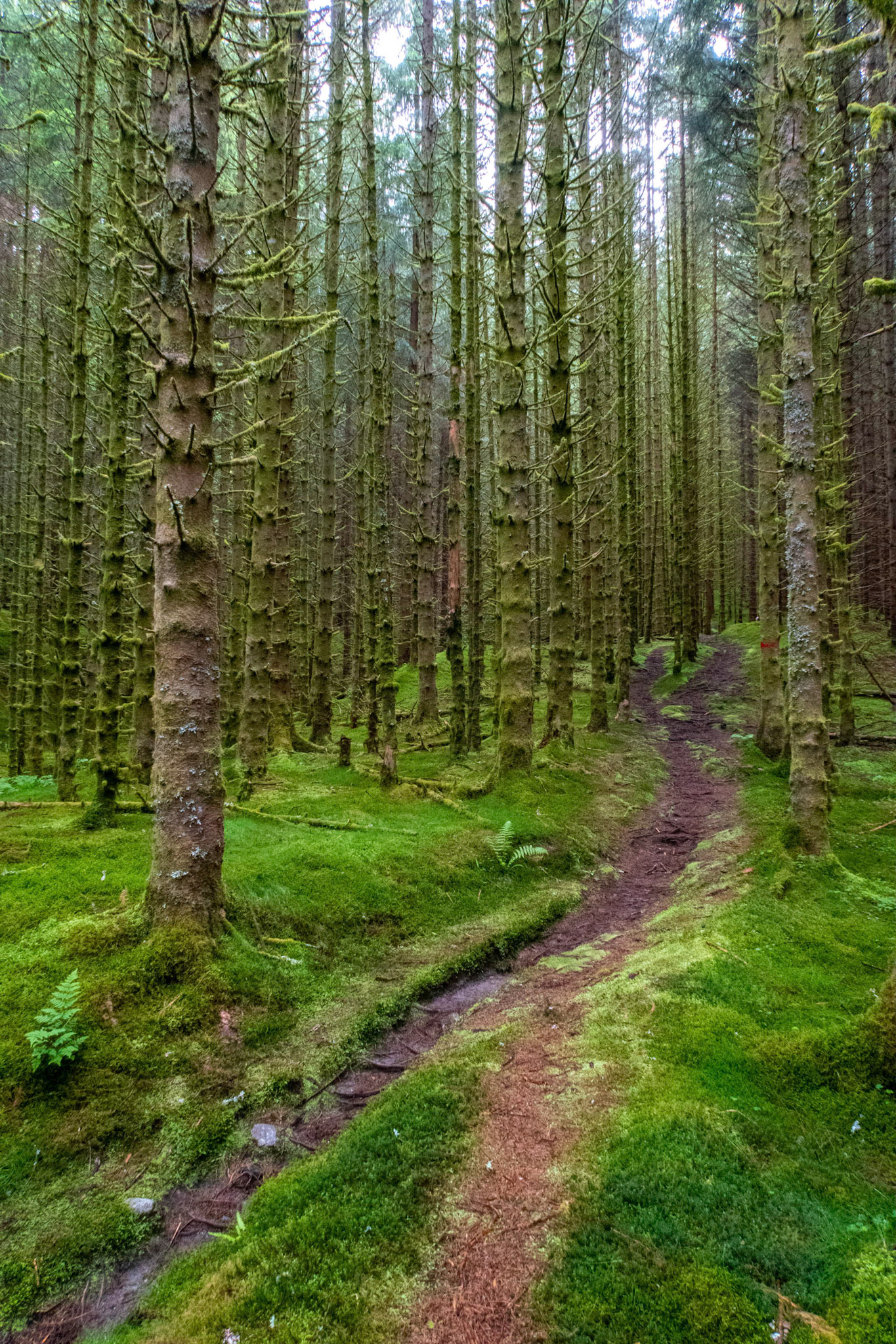 Grønholten ved Dale i Sunnfjord