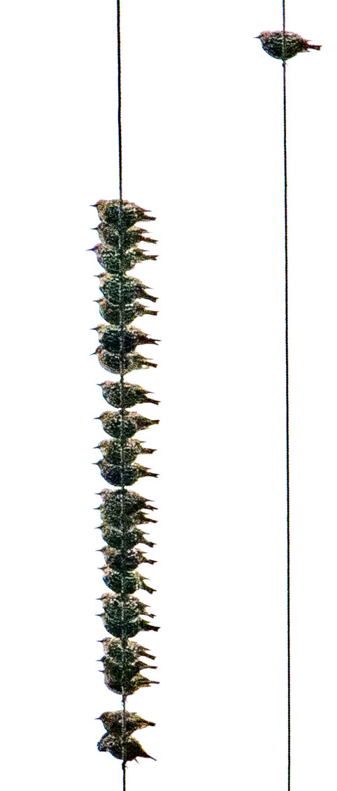 Stær ved Sandvesanden i Karmøy