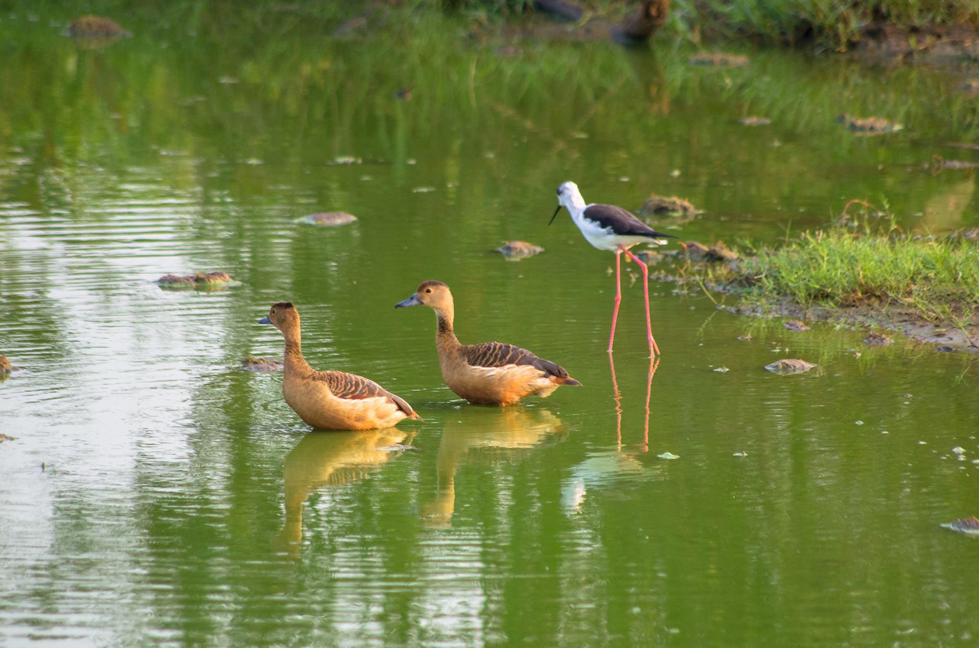 Småplystreand og Stylteløper (Sri Lanka)