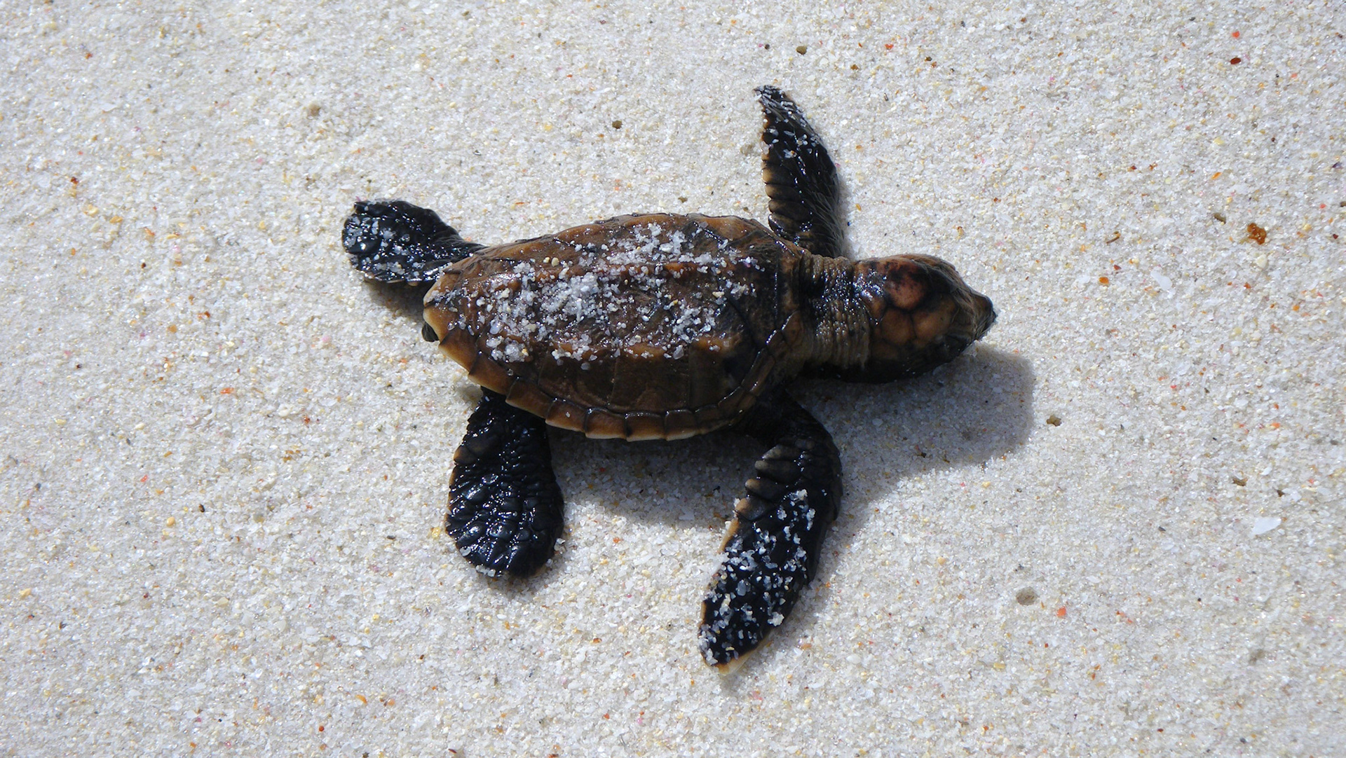 Havskilpadde (Seycehellene)