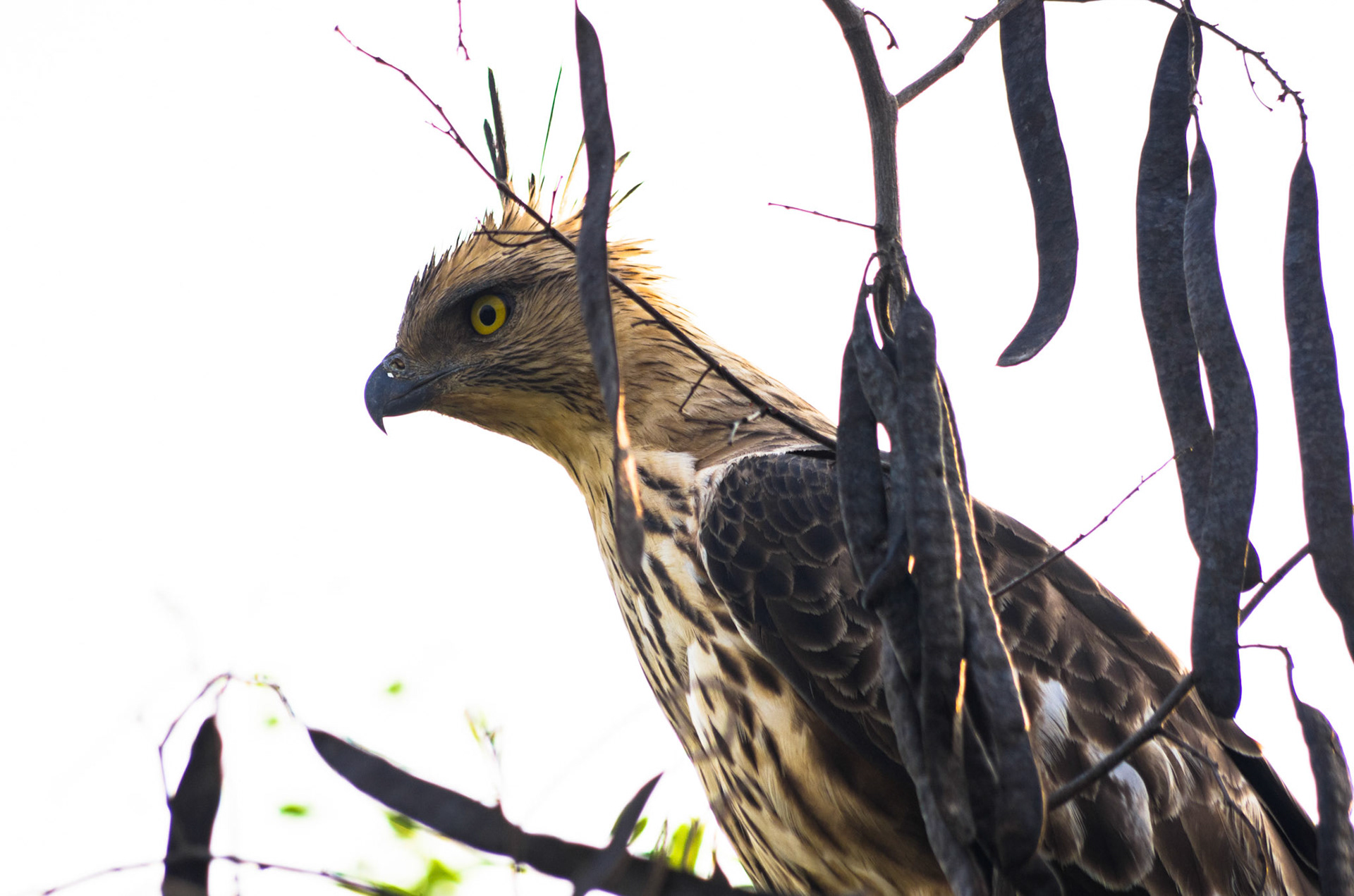 Vekselskogørn (Sri Lanka)