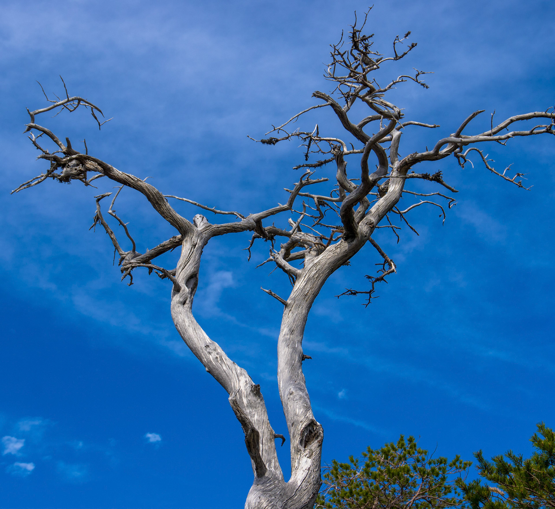Furugadd i Langedalen