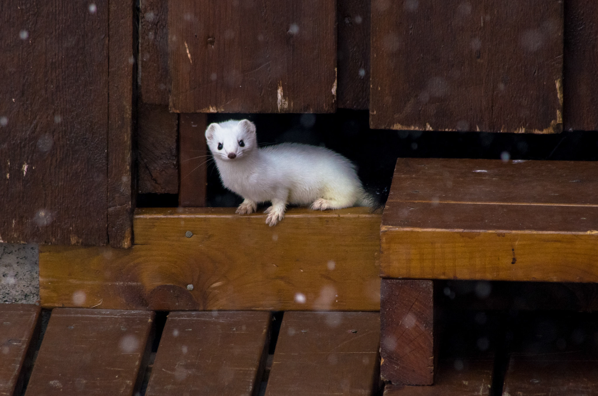 Røyskatt ved Birkebu