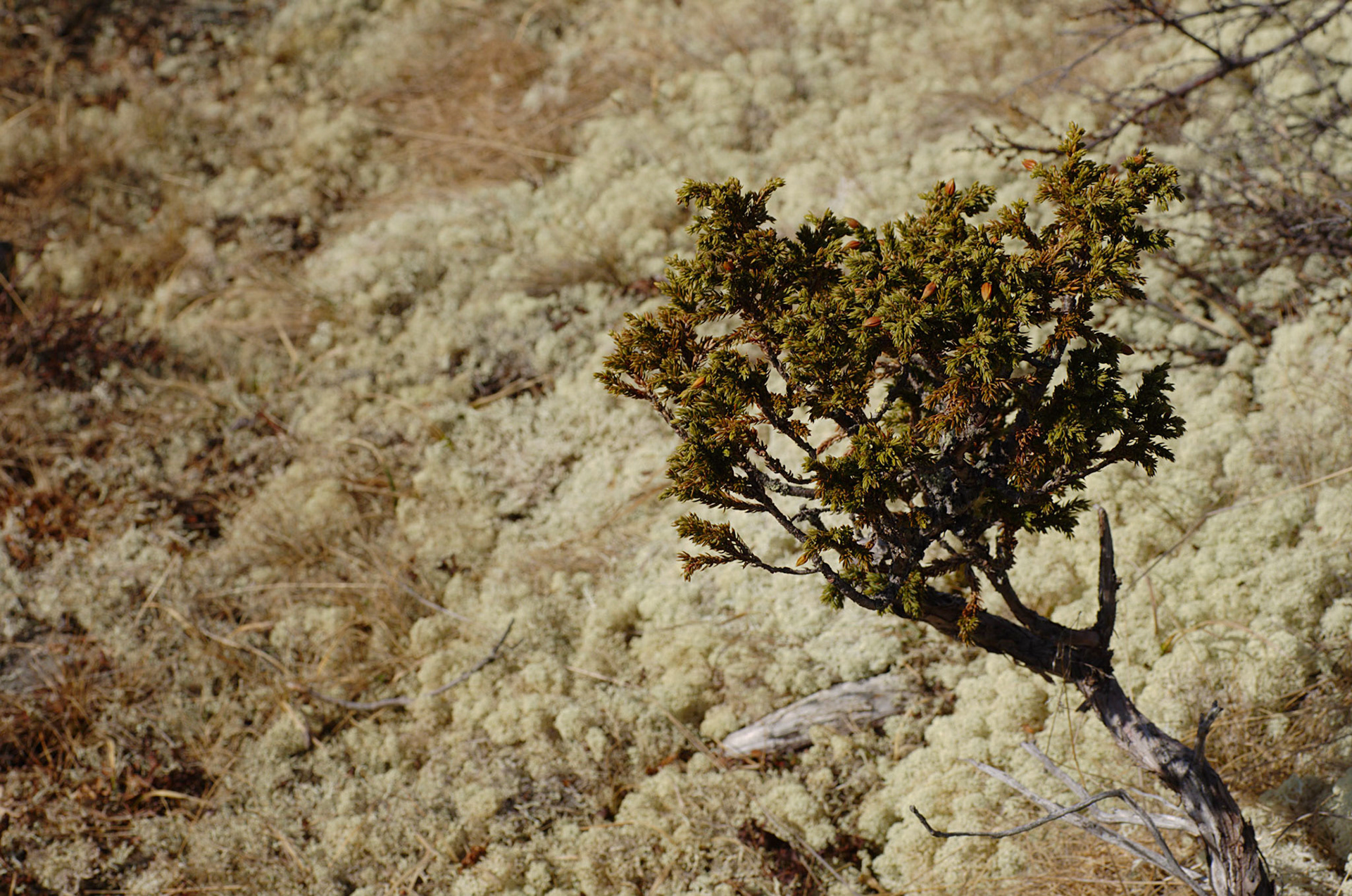 Fjelleiner og kvitkrull