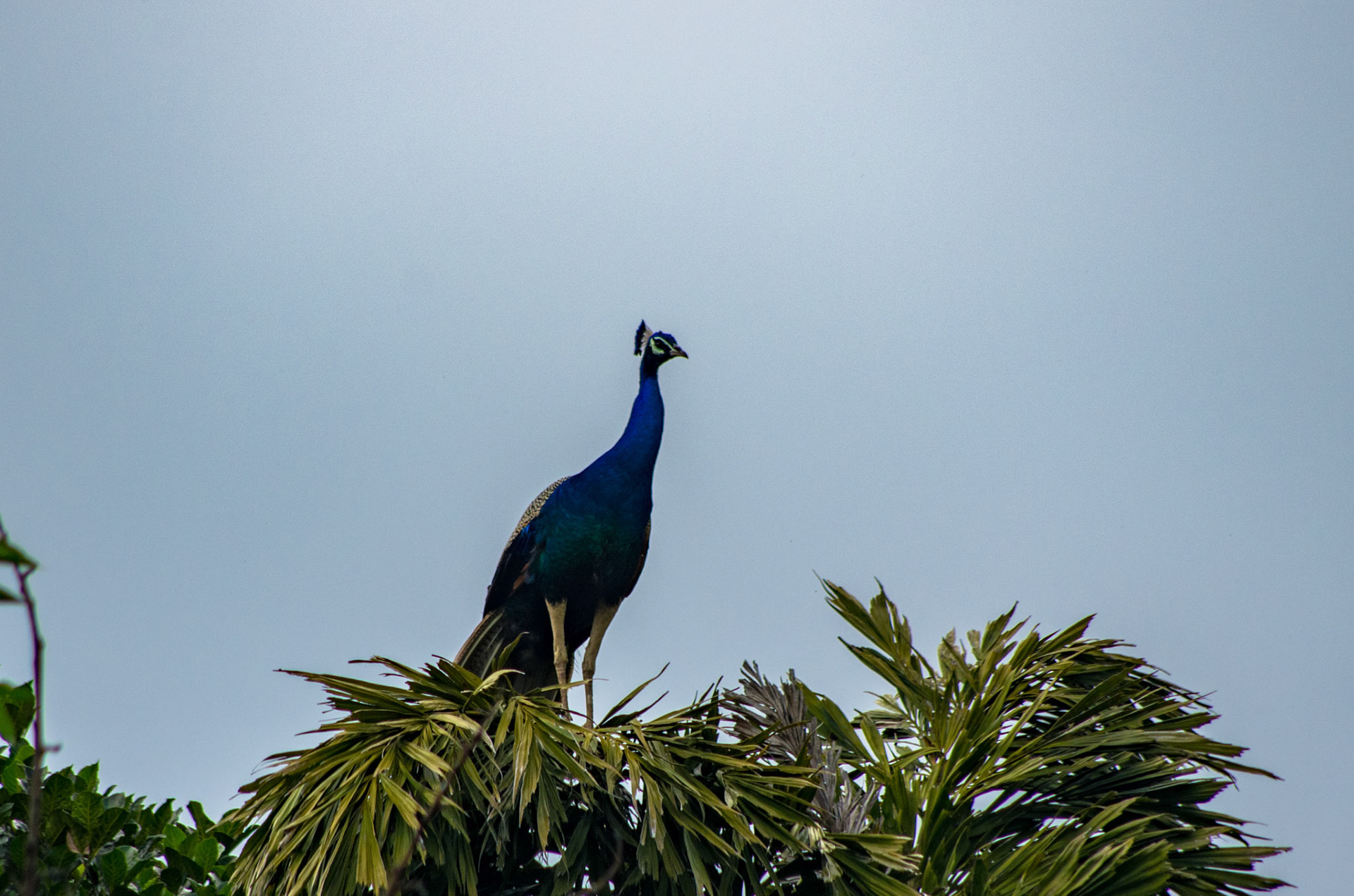 Indiapåfugl (Sri Lanka)