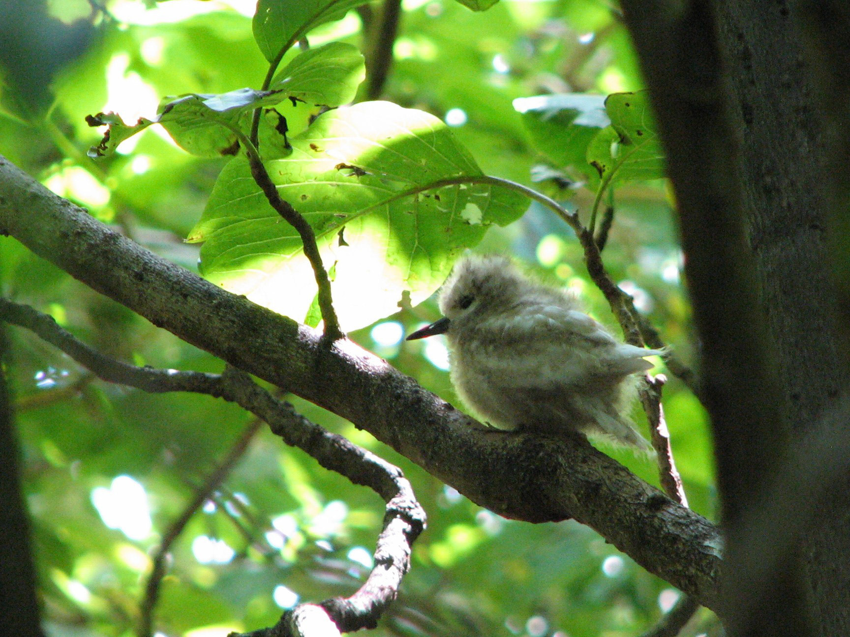 Fairy tern (Seychellene)