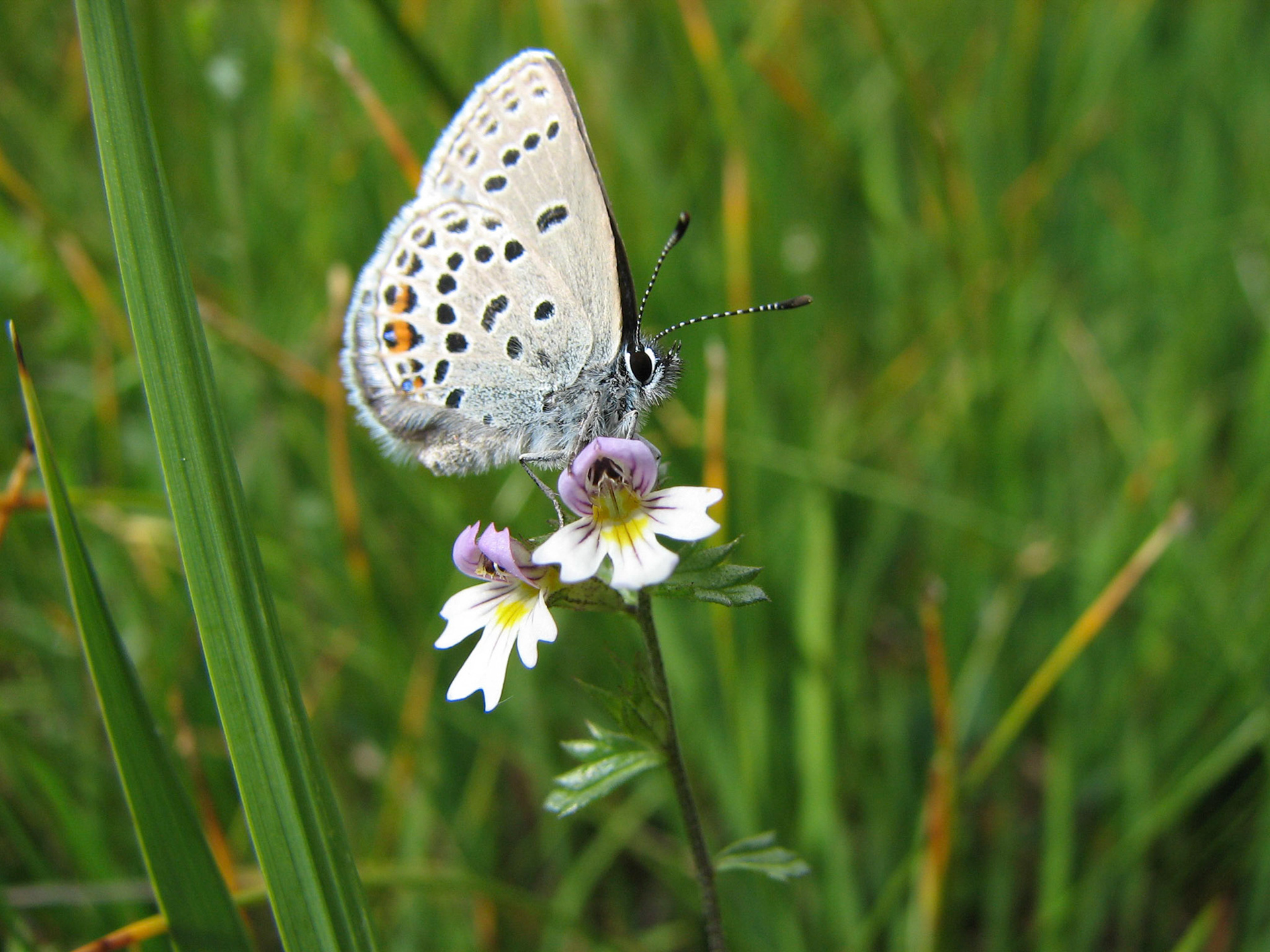Fjelløyentrøst og Blåvinge