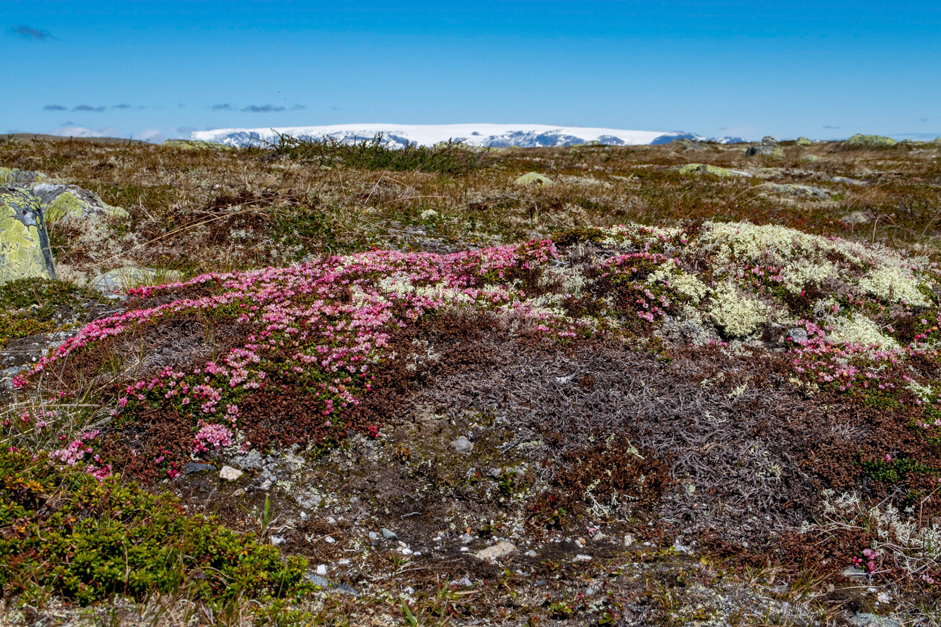 Greplyng med Hardangerjøkulen i bakgrunnen