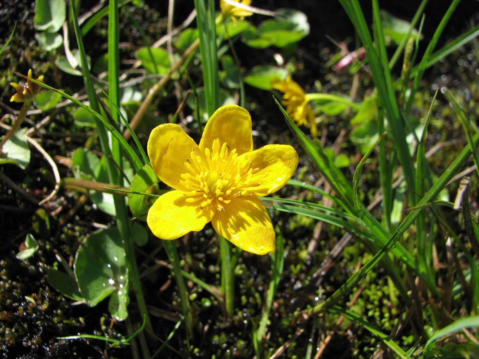 Fjellsoleihov, Fjellbekkeblom