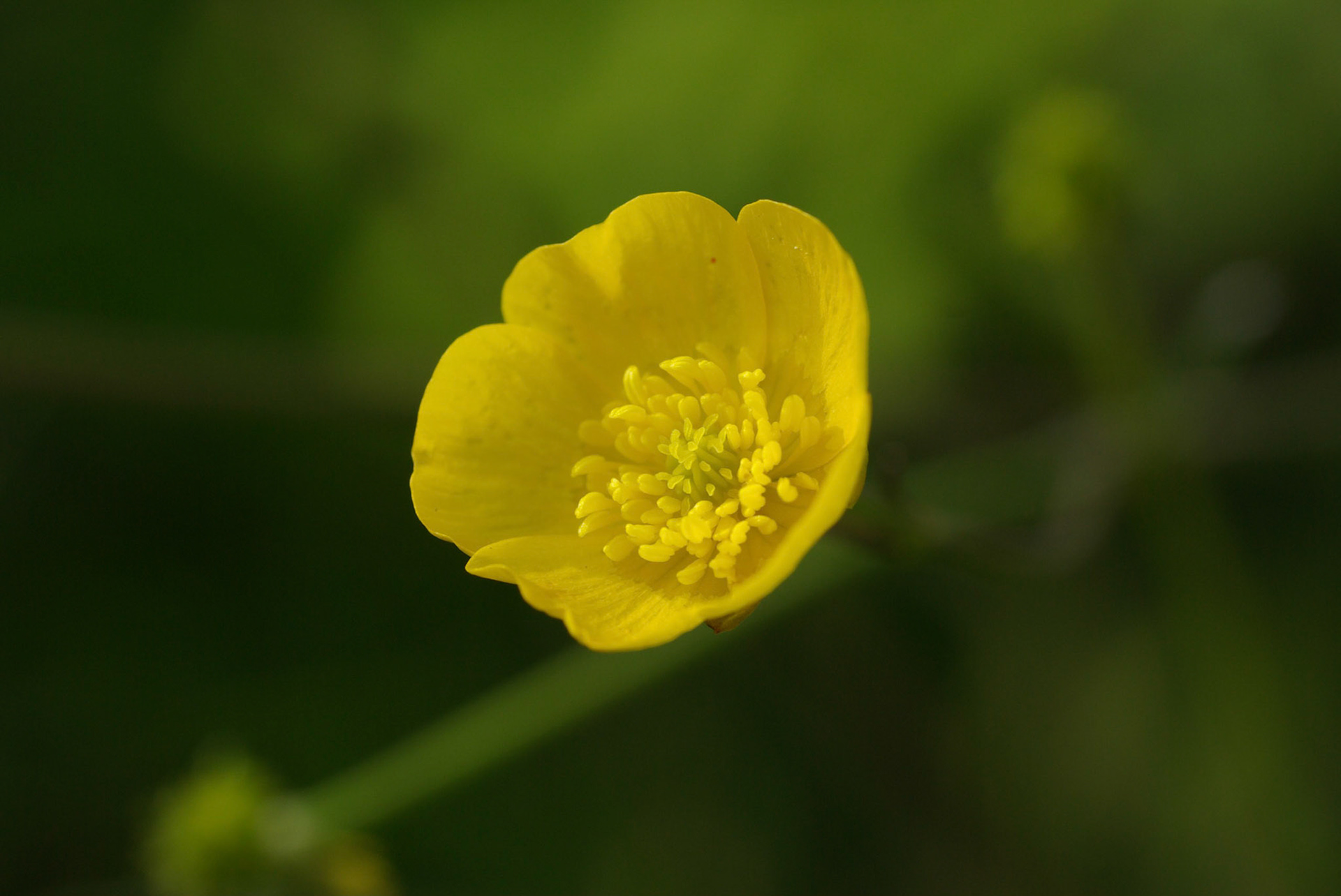 Engsoleie, Smørblomst