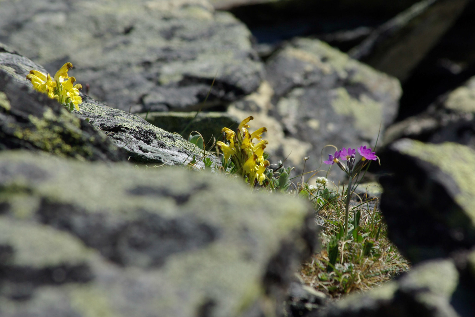 Gullmyrklegg og Fjellnøkleblom