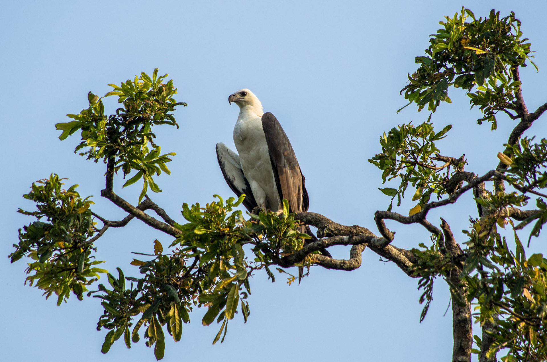 Hvitbukhavørn (Sri Lanka)