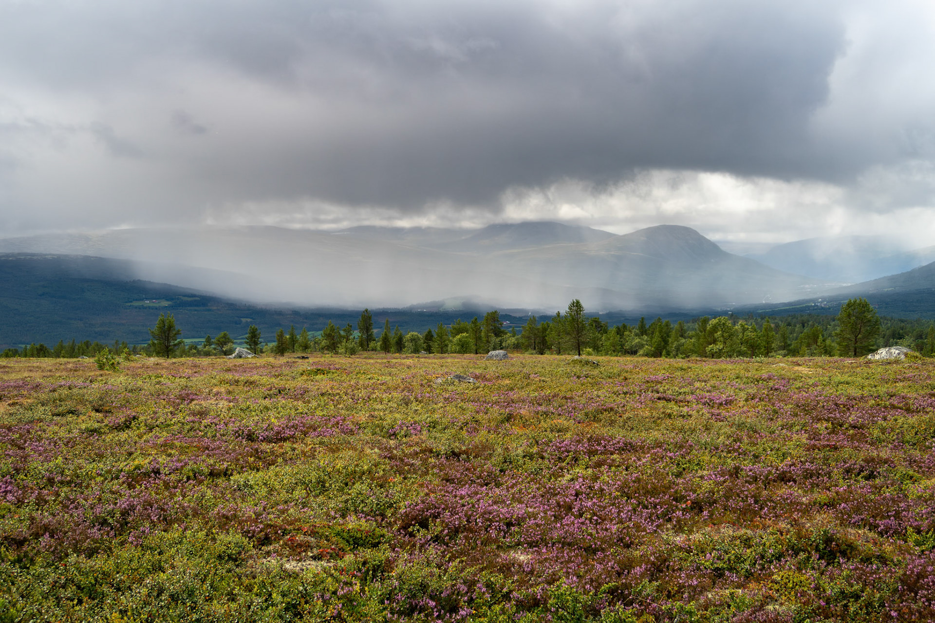 På Vora. Regnbyge mot Oppdal