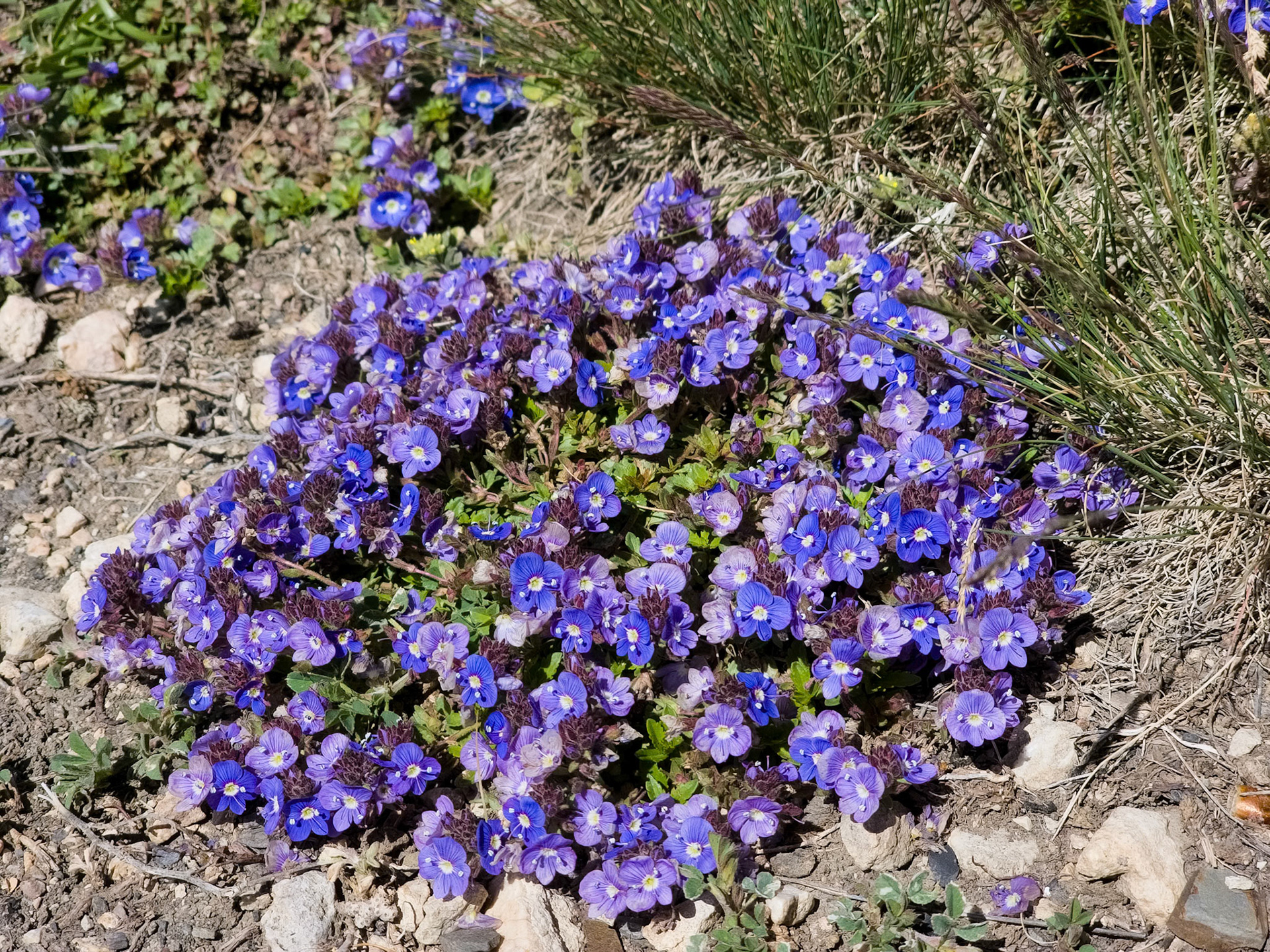 Azerbaijan - Bergveronika