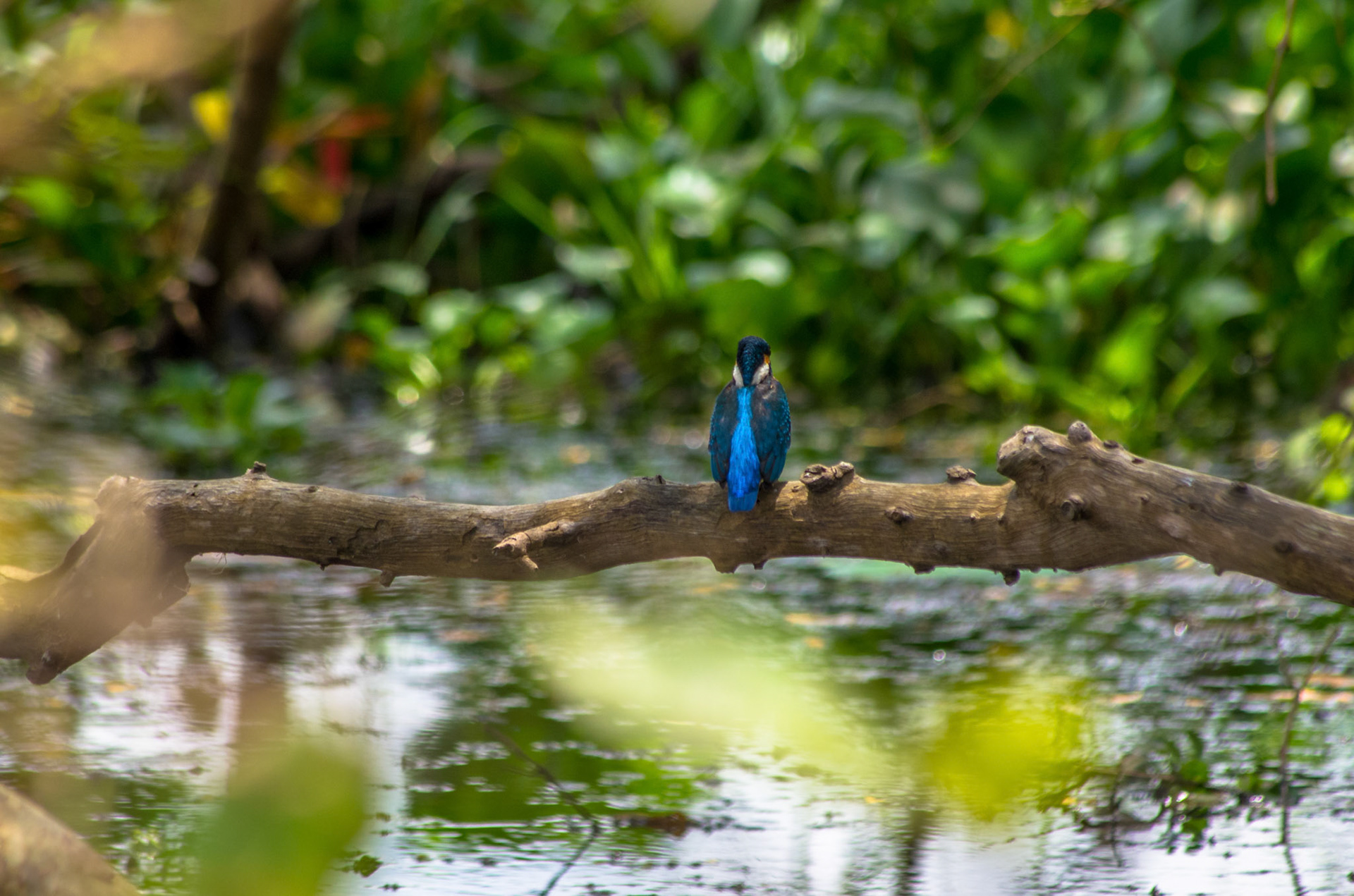 Isfugl  - kingfisher (Sri Lanka)