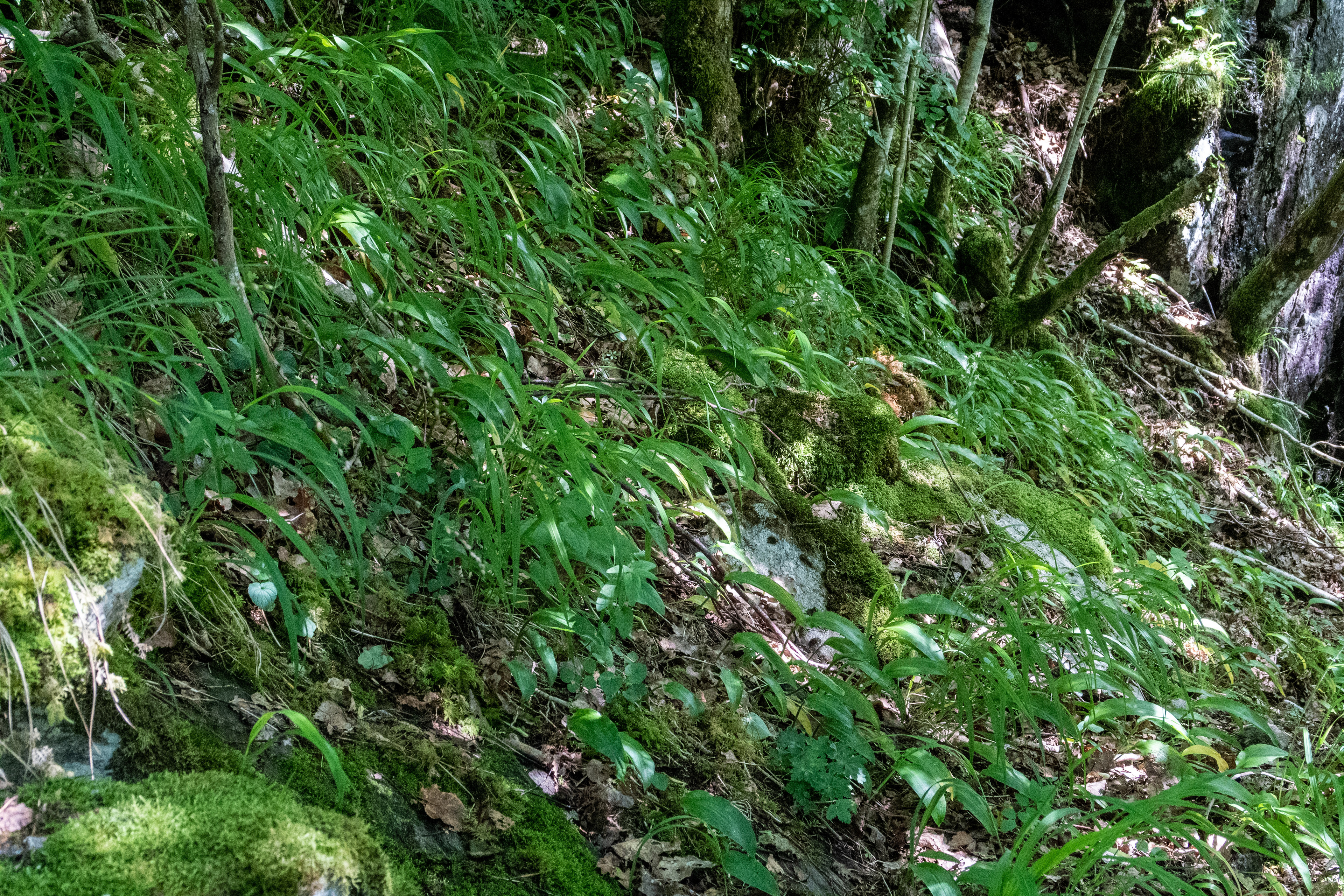 Ramsløk i skogen under Åsane (Juli 2019)
