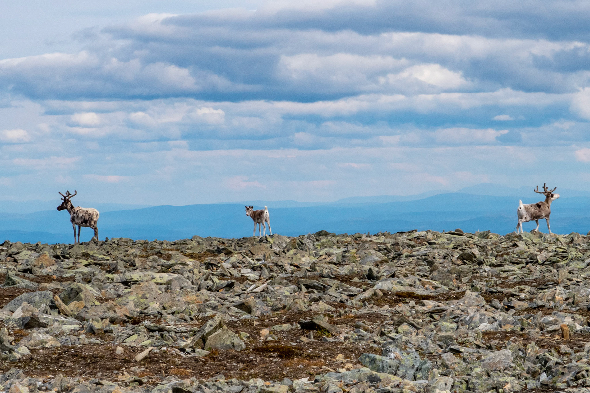 Tamrein på Blåøret i Oppdal