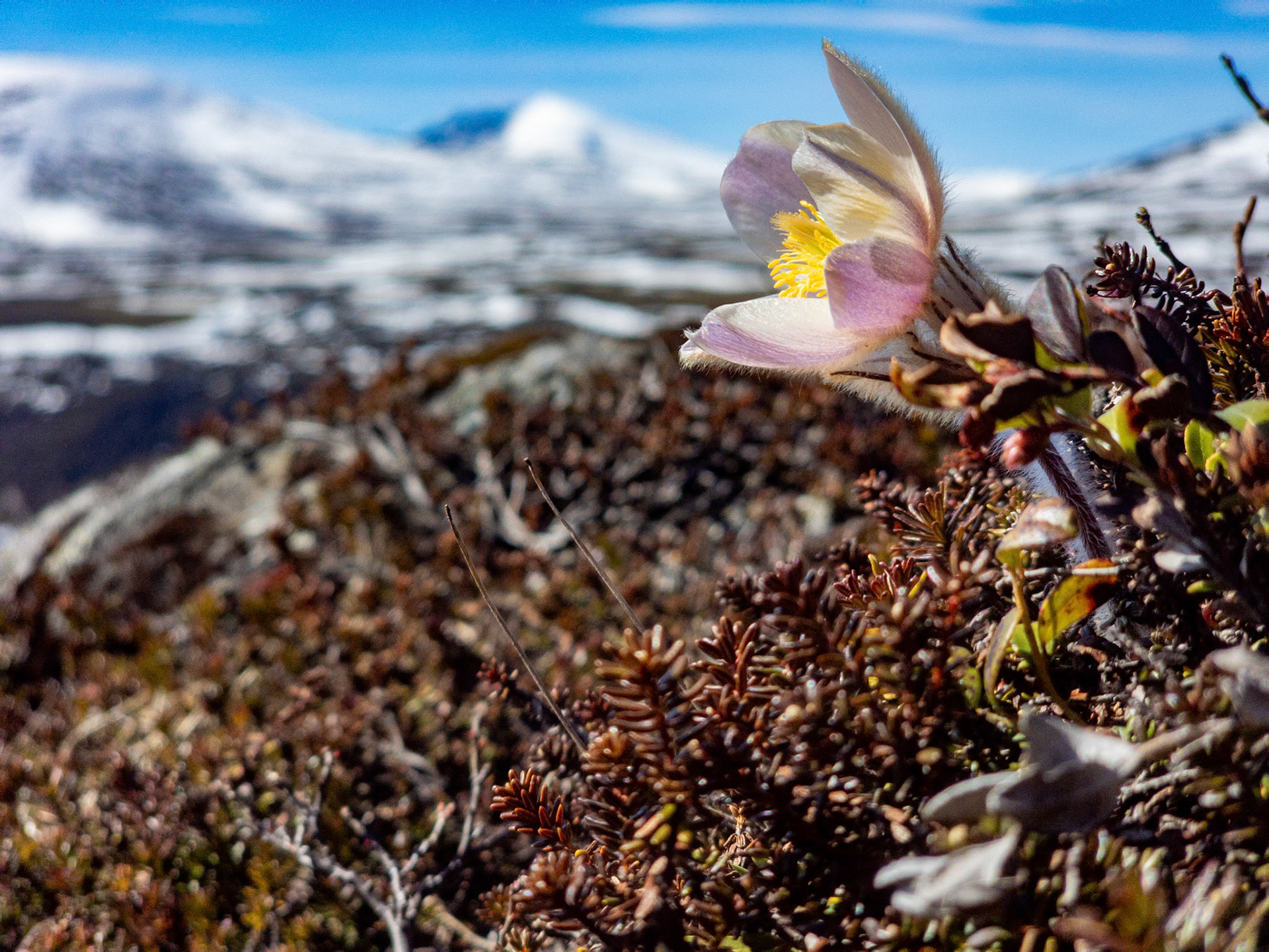 Snøhetta og Mogop