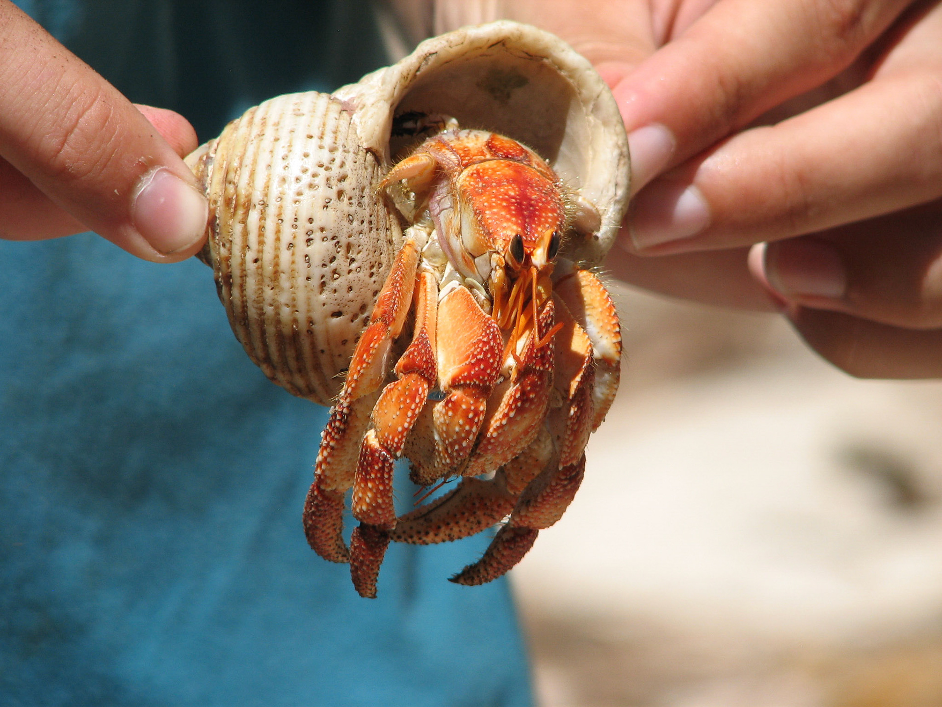 Eremittkreps (Seychellene)