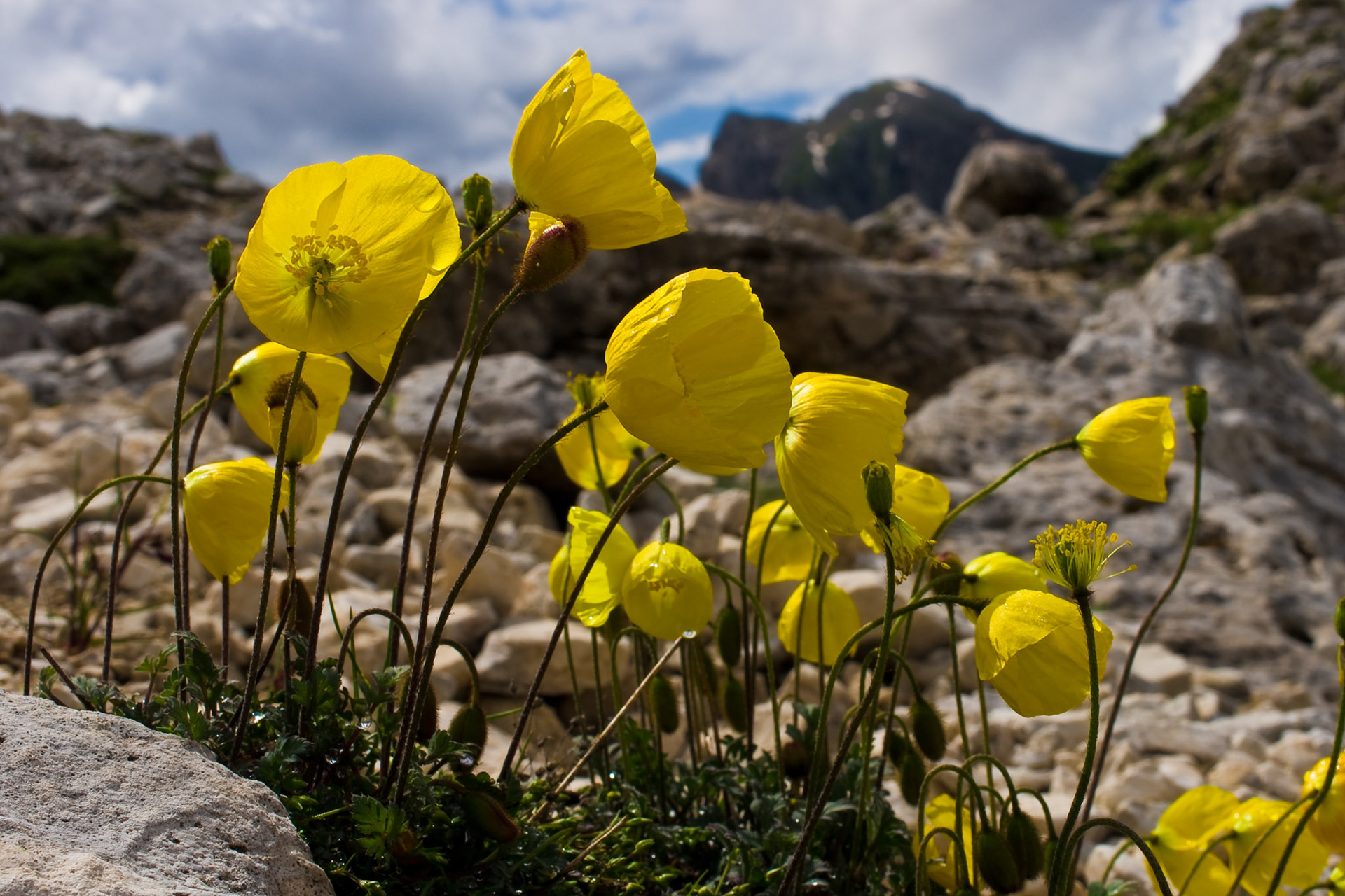 Fjellvalmue, Dolomittene