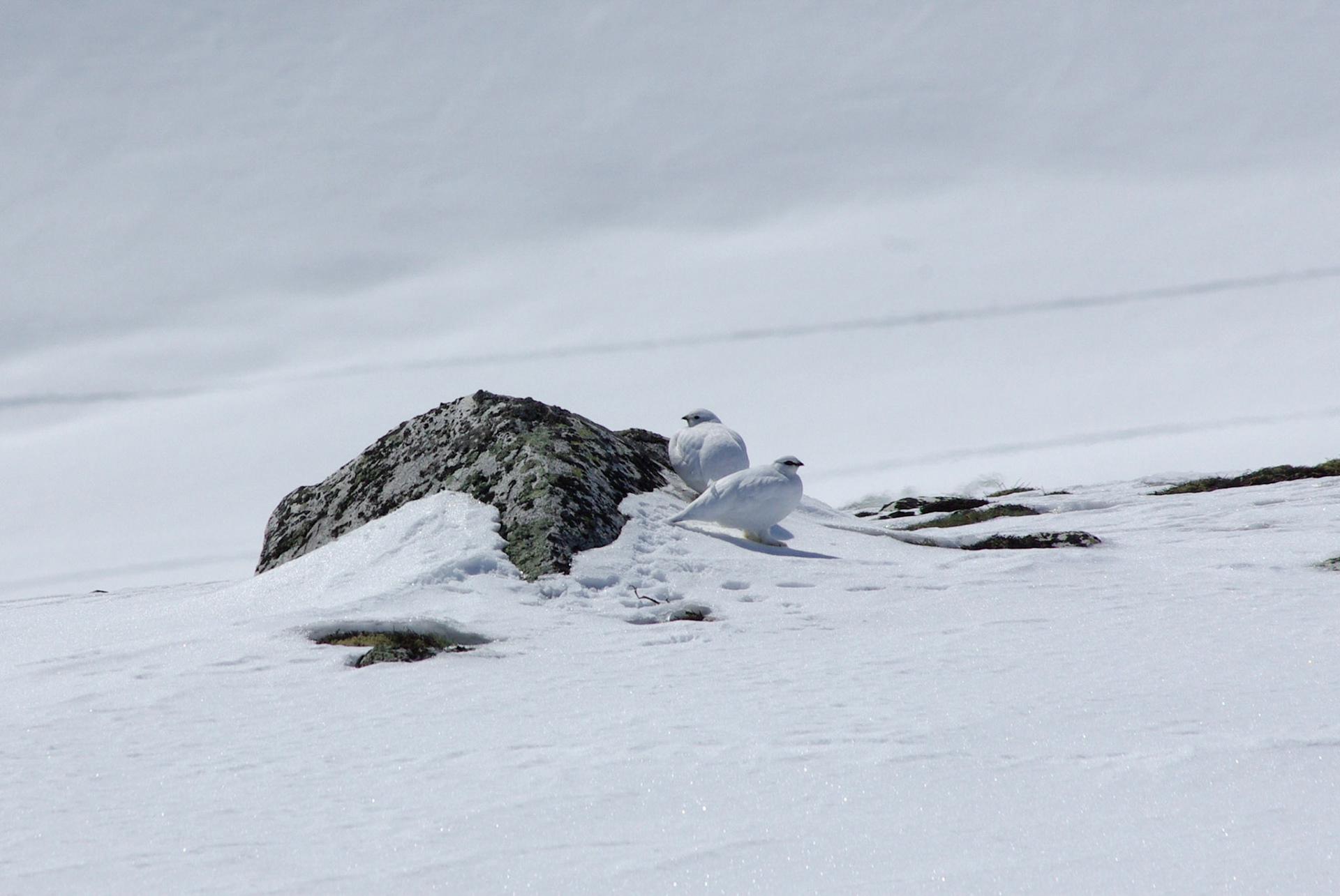 Rype i Rondane