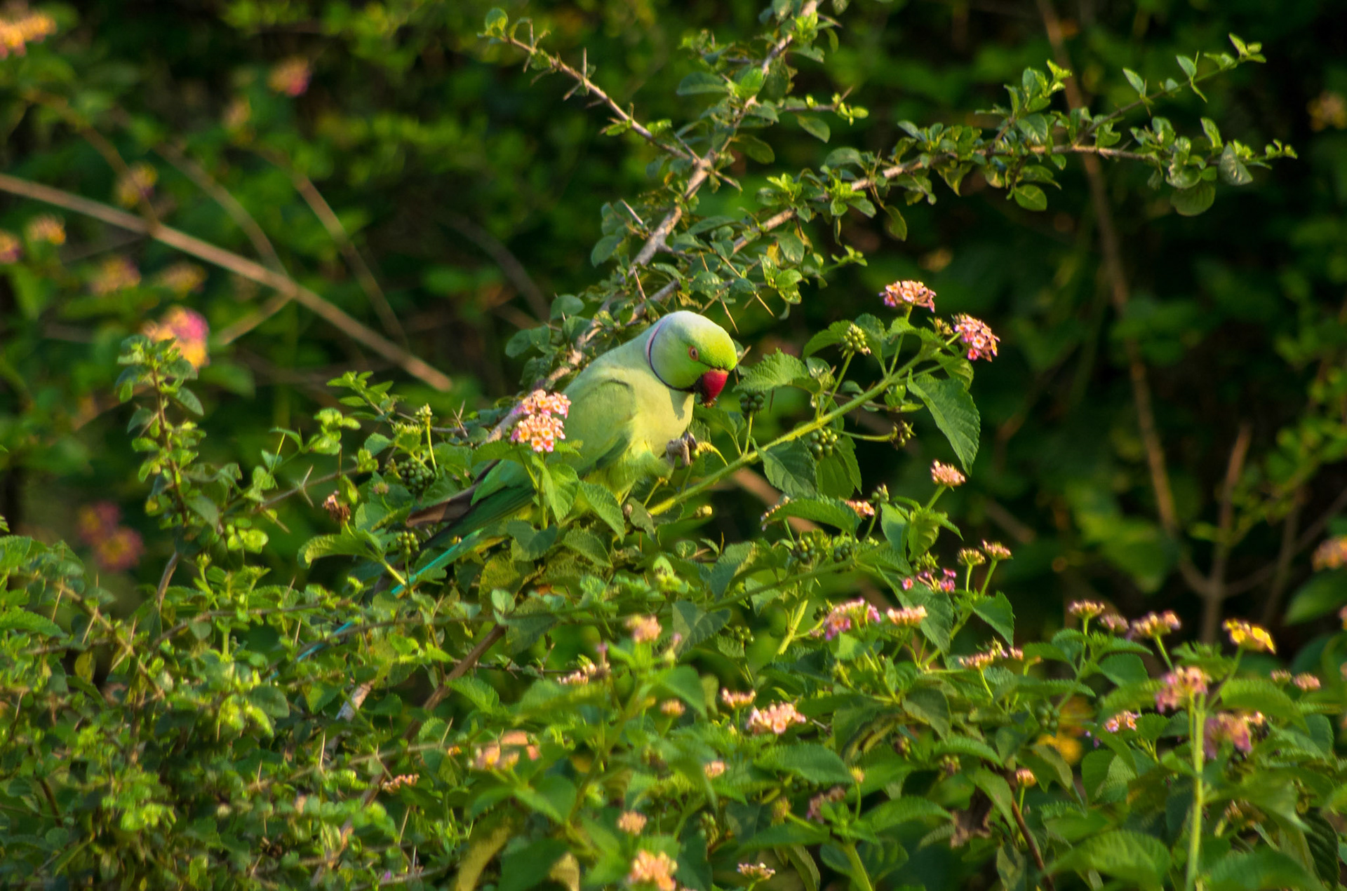 Halsbånparakitt (Sri Lanka)
