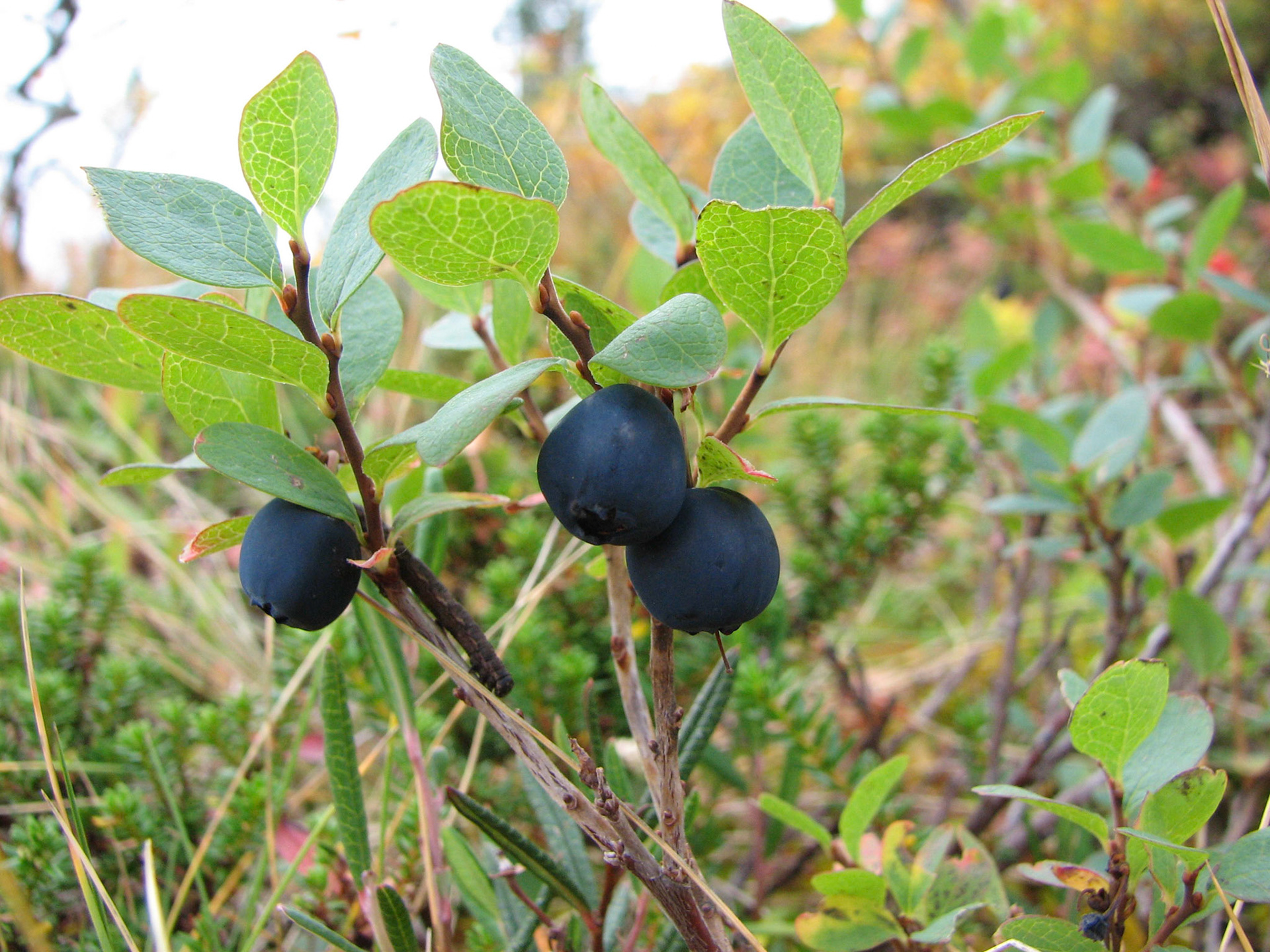 Blåbær