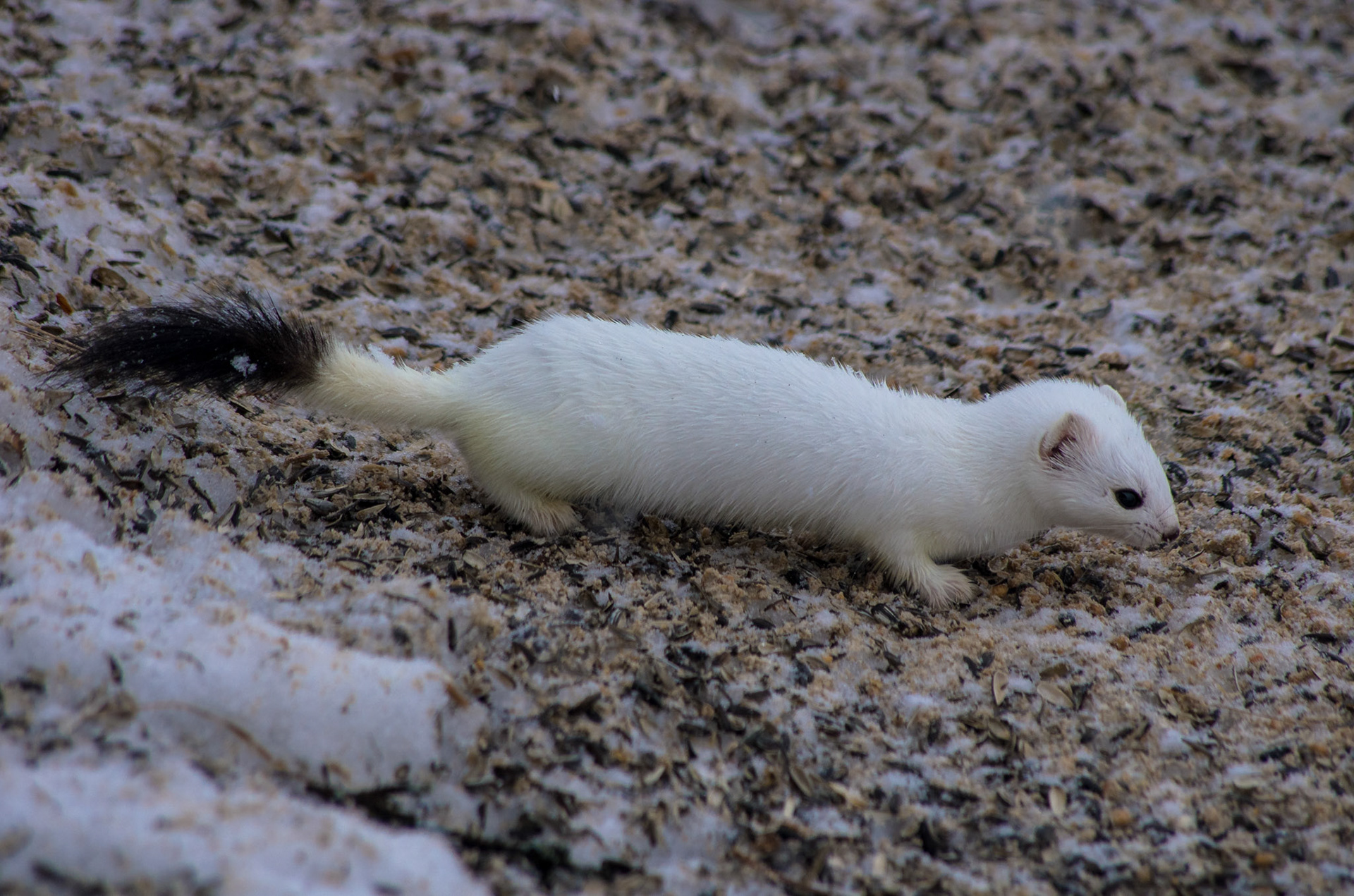 Røyskatt ved Birkebu