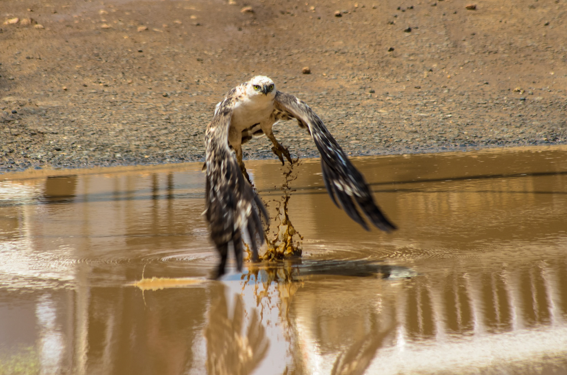 Vekselskogørn (Sri Lanka)