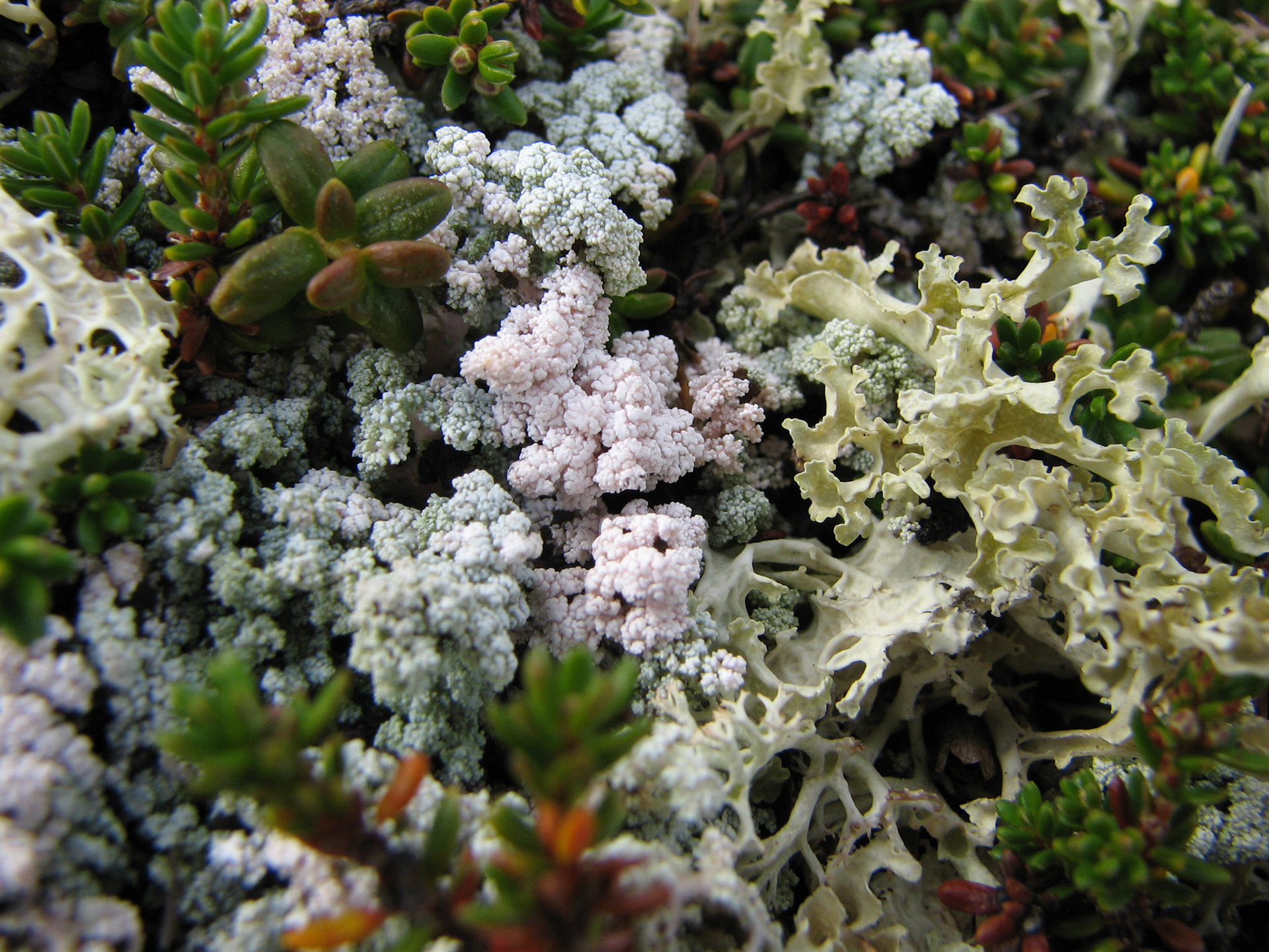 Saltlav, gulskinn, lys og grå reinlav