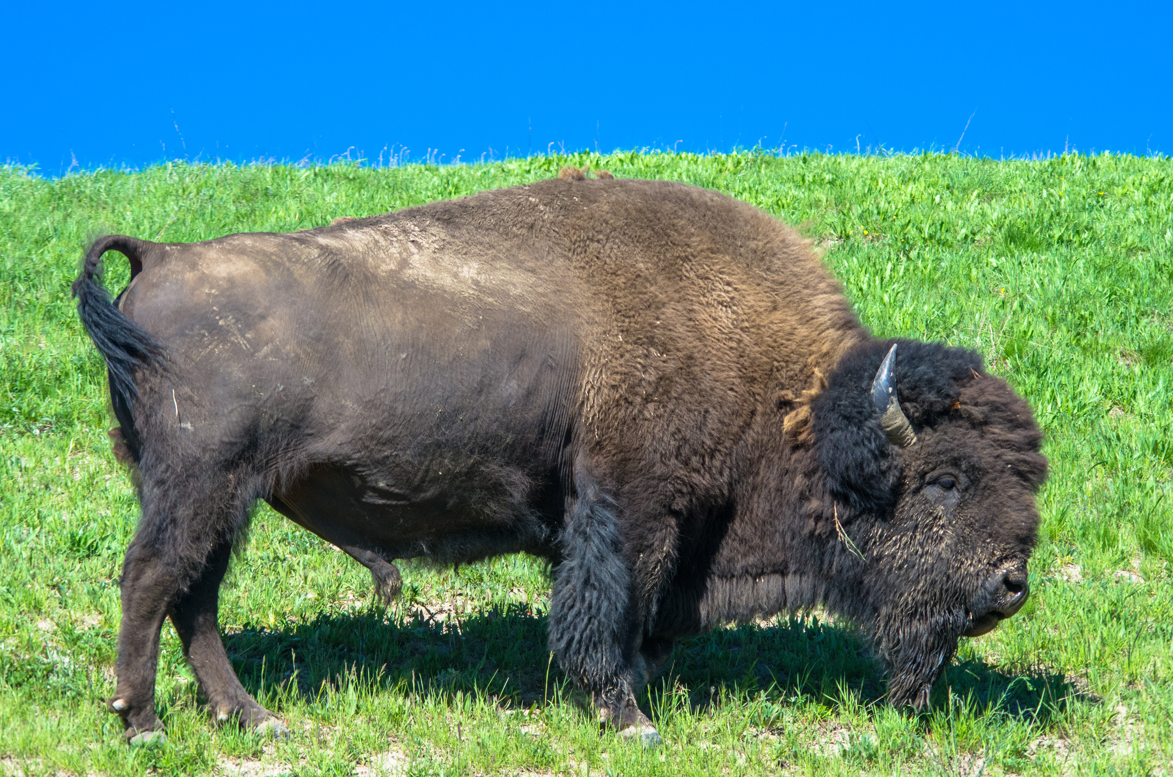 Bison (Wyoming)