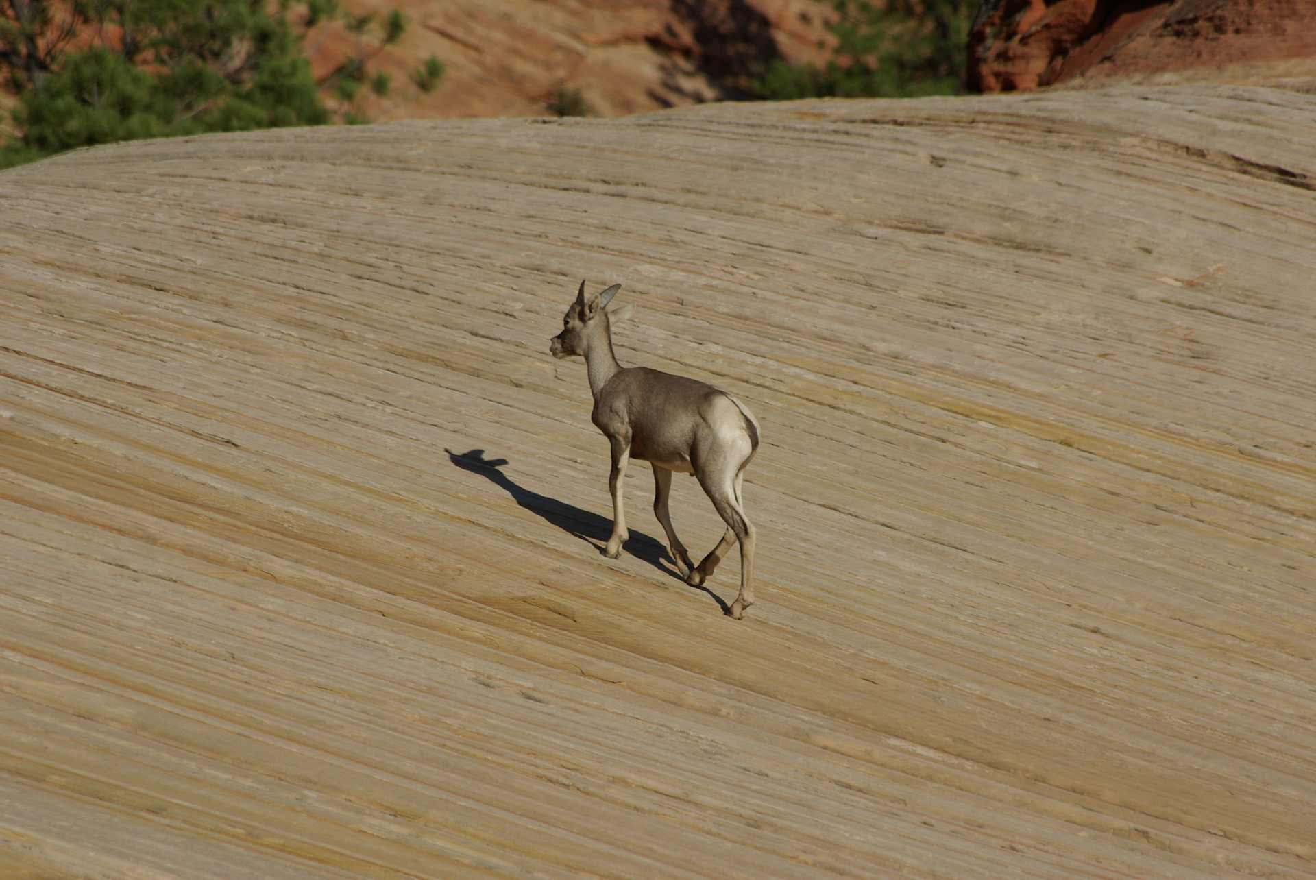Mountain sheep (Utah)