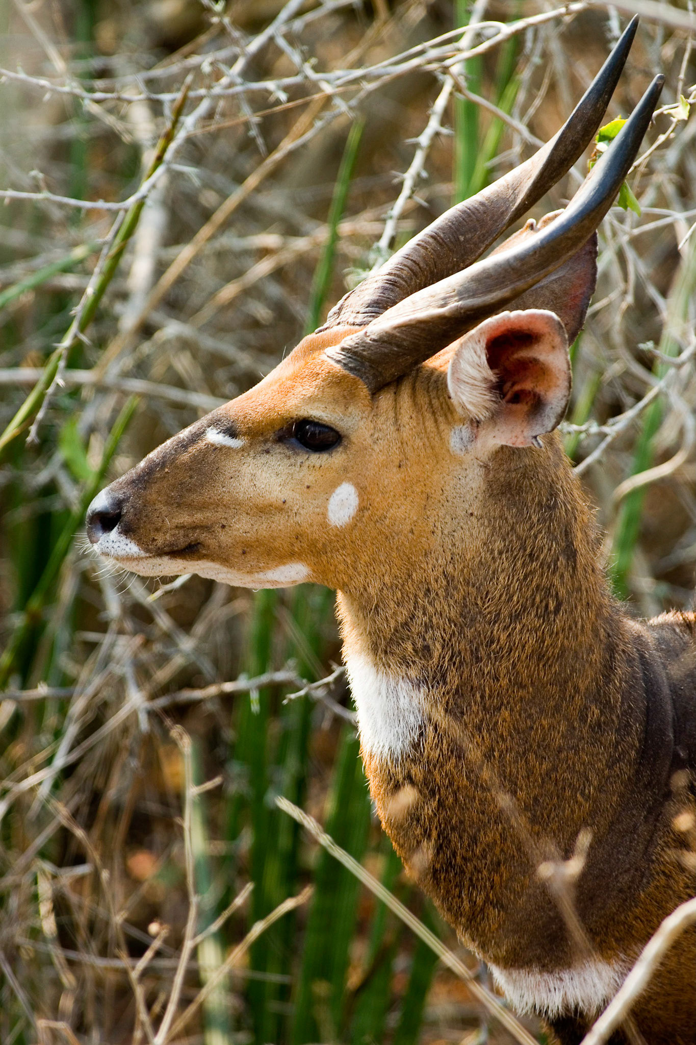 Antilope (Angola)