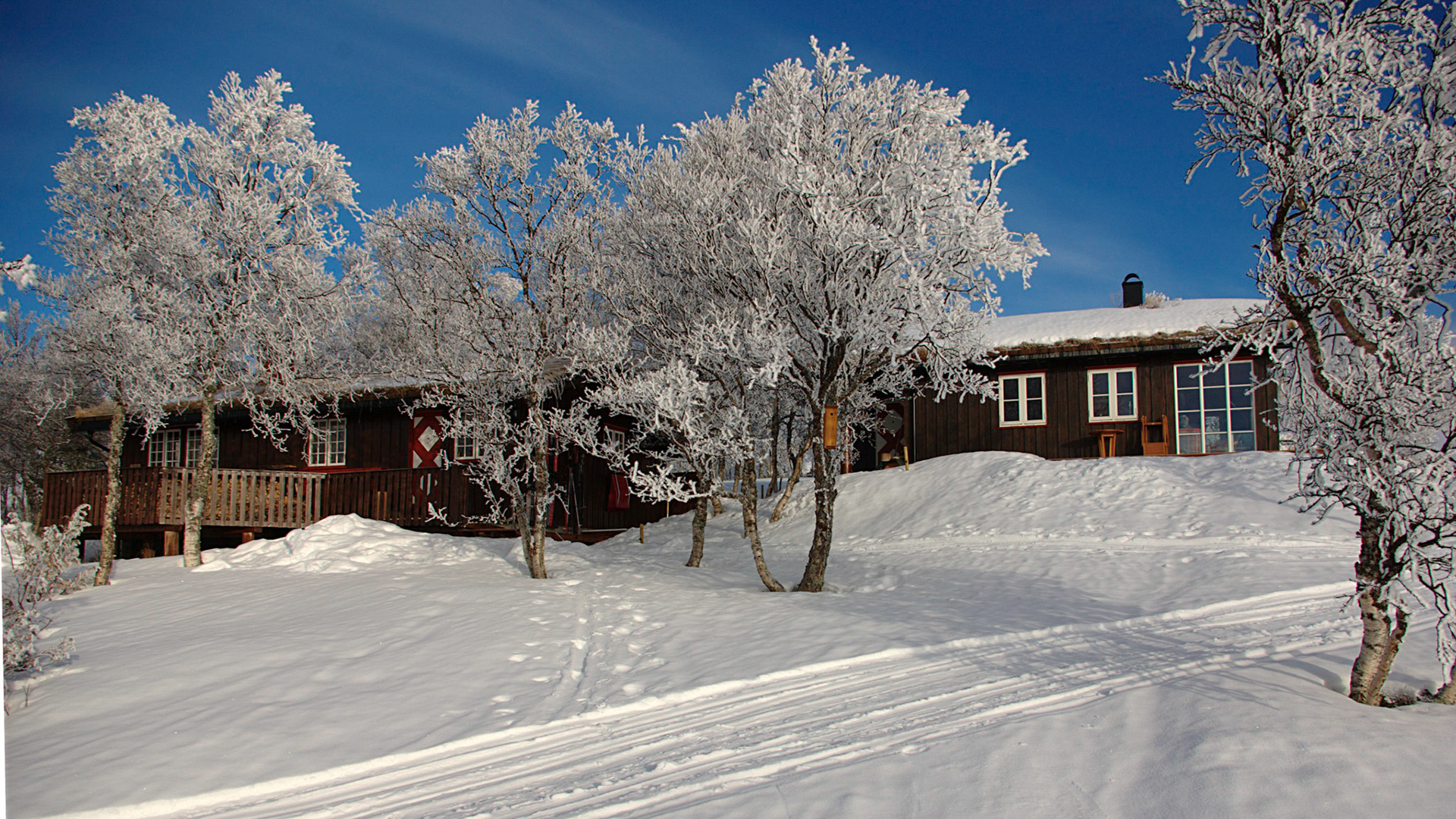 Birkebu